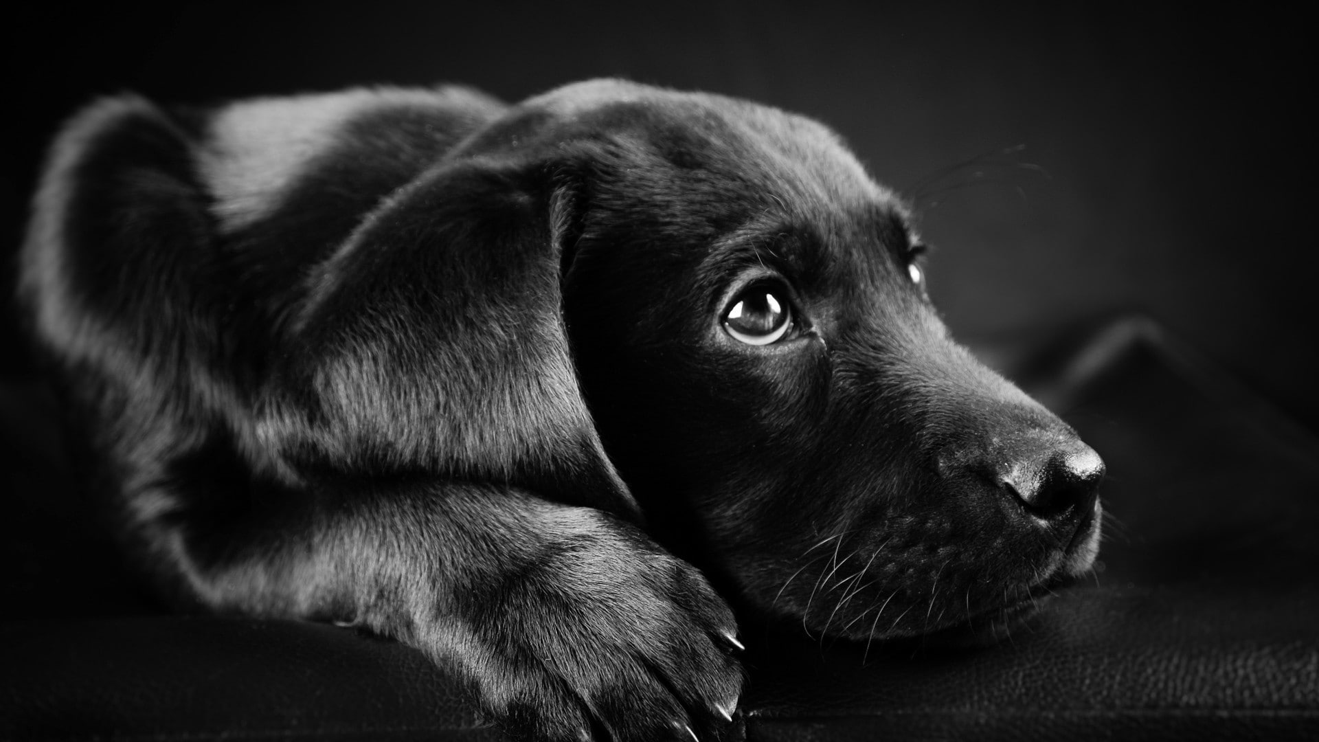 puppy, animal themes, no people, mammal, 1080P, animal, retriever, close-up, domestic, canine, animals, pets, puppies, animal head, dog, relaxation, indoors, HD Wallpaper