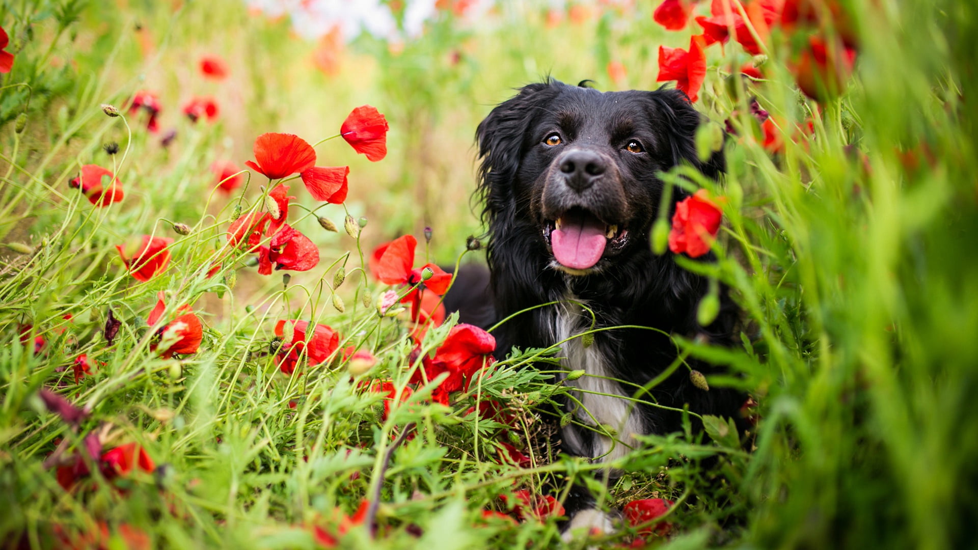 positive, pose, greens, black, language, field, walk, green background, wavy hair, stay, face, nature, Maki, portrait, lies, dog, look, 1080P, summer, HD Wallpaper