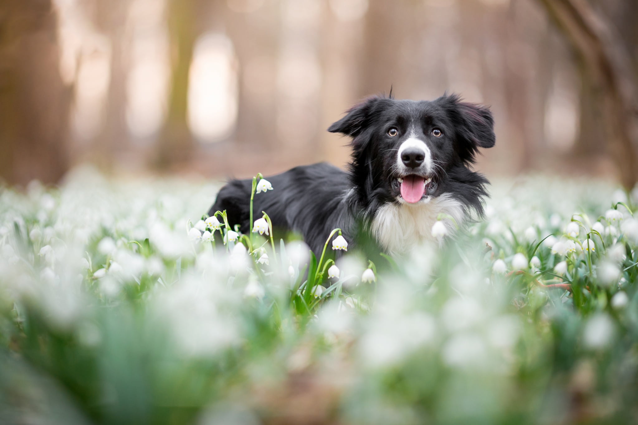 glade, the border collie, Park, black and white, bokeh, flowers, 1080P, background, spring, forest, snowdrops, dog, face, language, HD Wallpaper