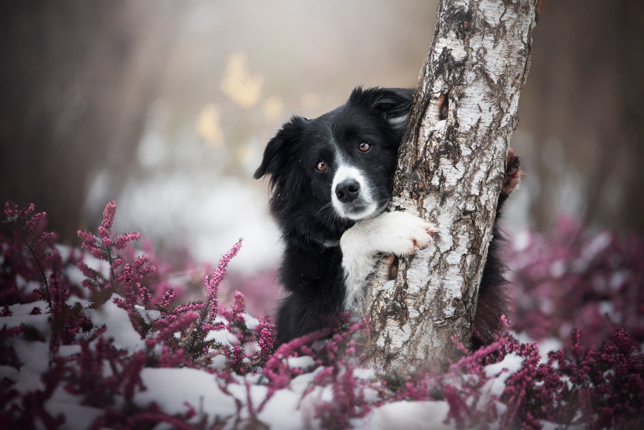 1080P, dog, look, background, lilac, snow, hugs, paws, portrait, glade, black, tree, trunk, winter, pose, Heather, forest, face, birch, black and white, HD Wallpaper