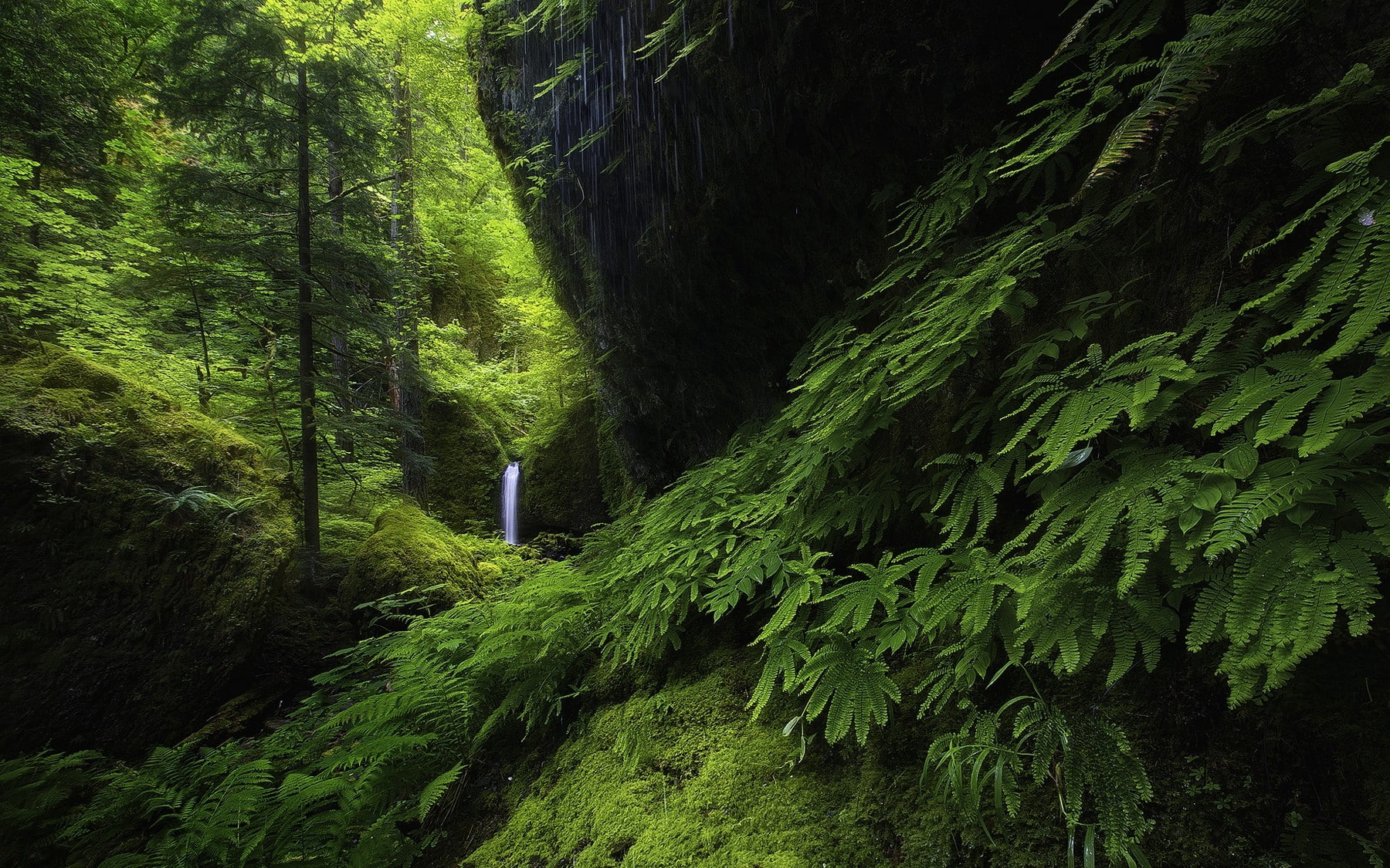 nature, waterfall, ferns, 720P, moss, landscape, Oregon, hills, trees, green, forest, HD Wallpaper