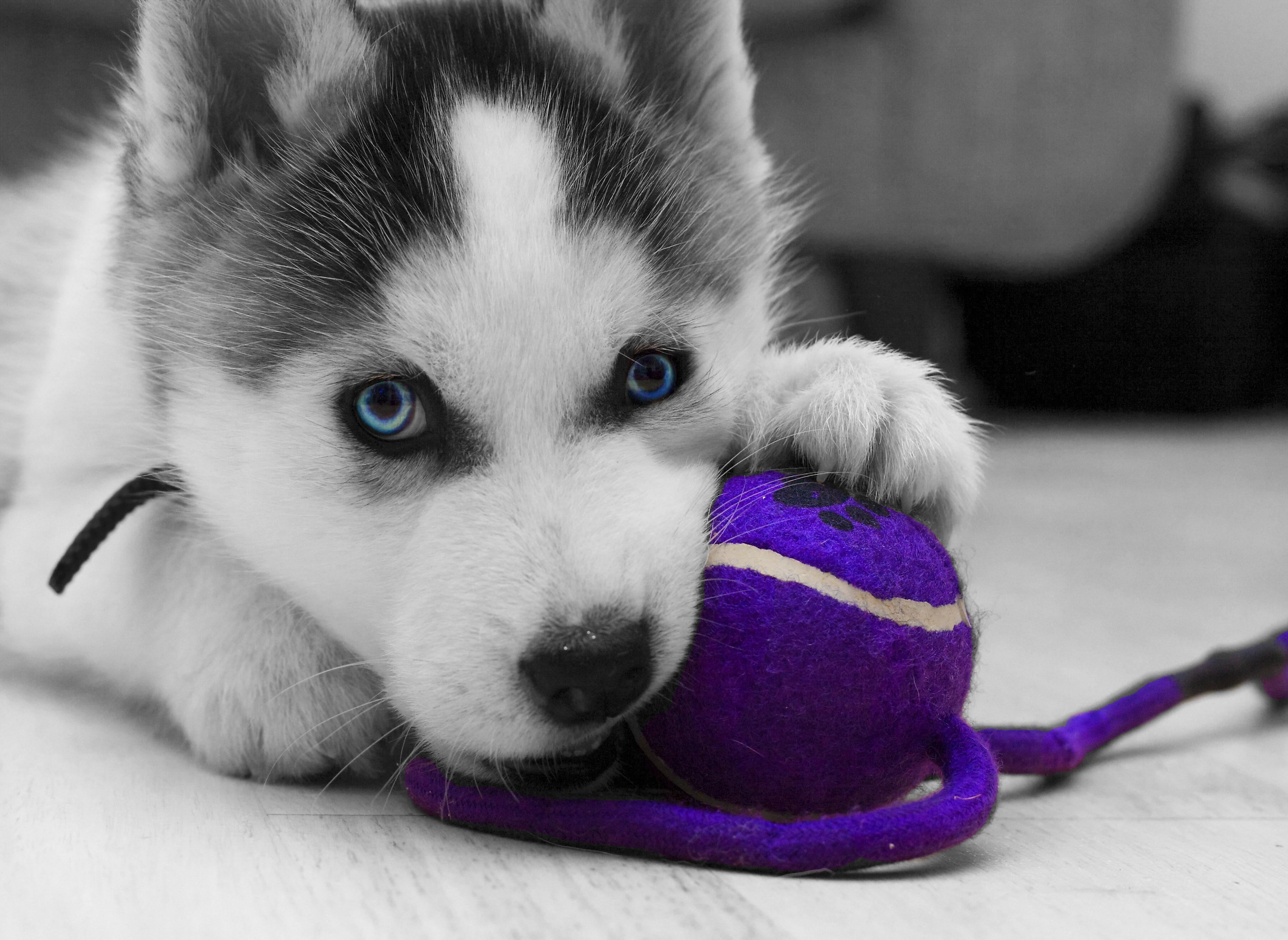 dog, tennis ball, wolf, paws, violet, 2K, logo, leash, Siberian Husky, pup, Siberian Dog, gray, puppy, ball, close-up, animal, toy, black and white, playing, HD Wallpaper