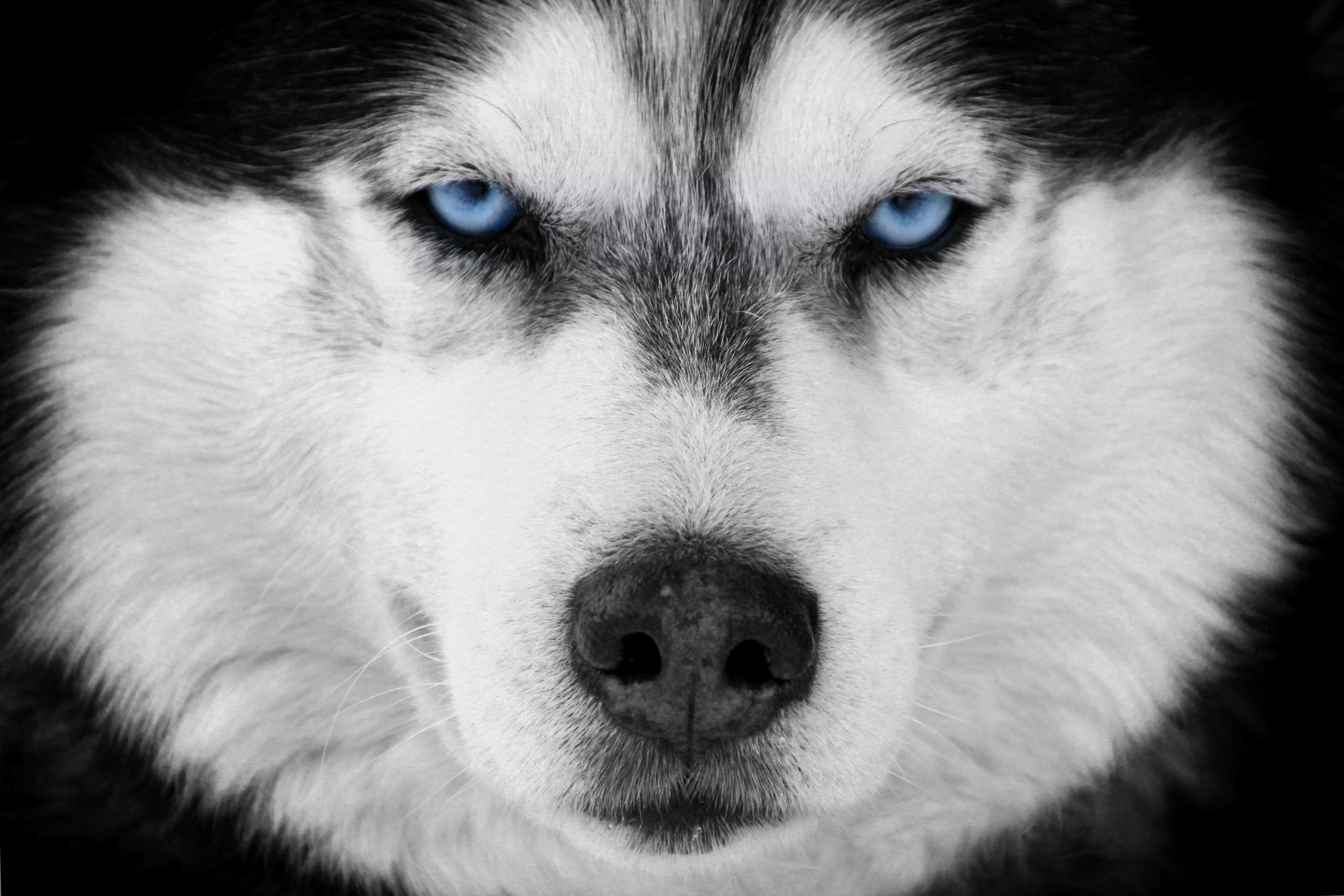 one animal, black background, looking at camera, purebred dog, siberian husky, close-up, portrait, animal head, animal nose, dog, studio shot, indoors, HD Wallpaper
