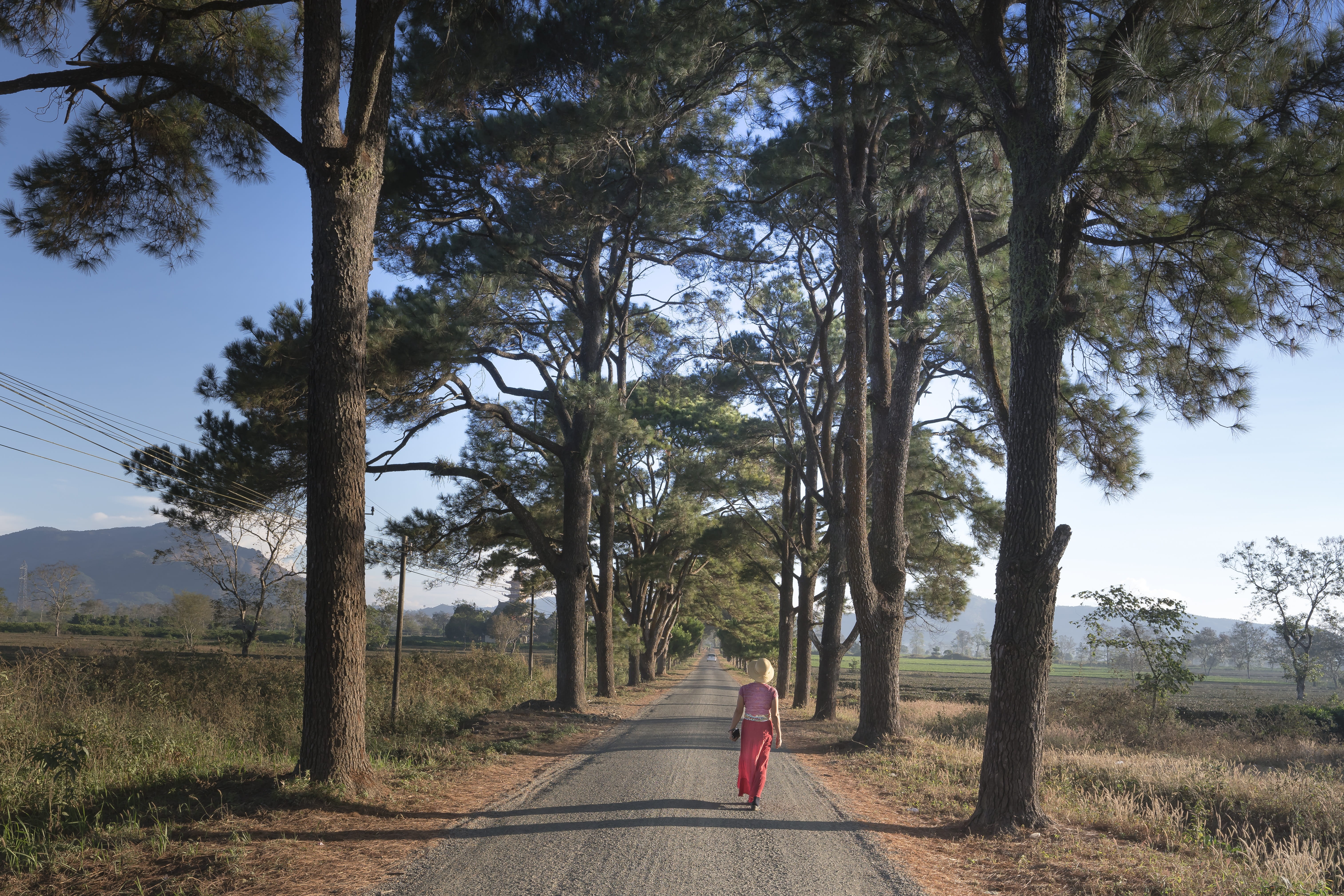 year, full length, the park, neck, growth, lifestyles, travel, top pine, the way forward, sunshine, gia lai, country, favorite, plant, land, old, summer, HD Wallpaper