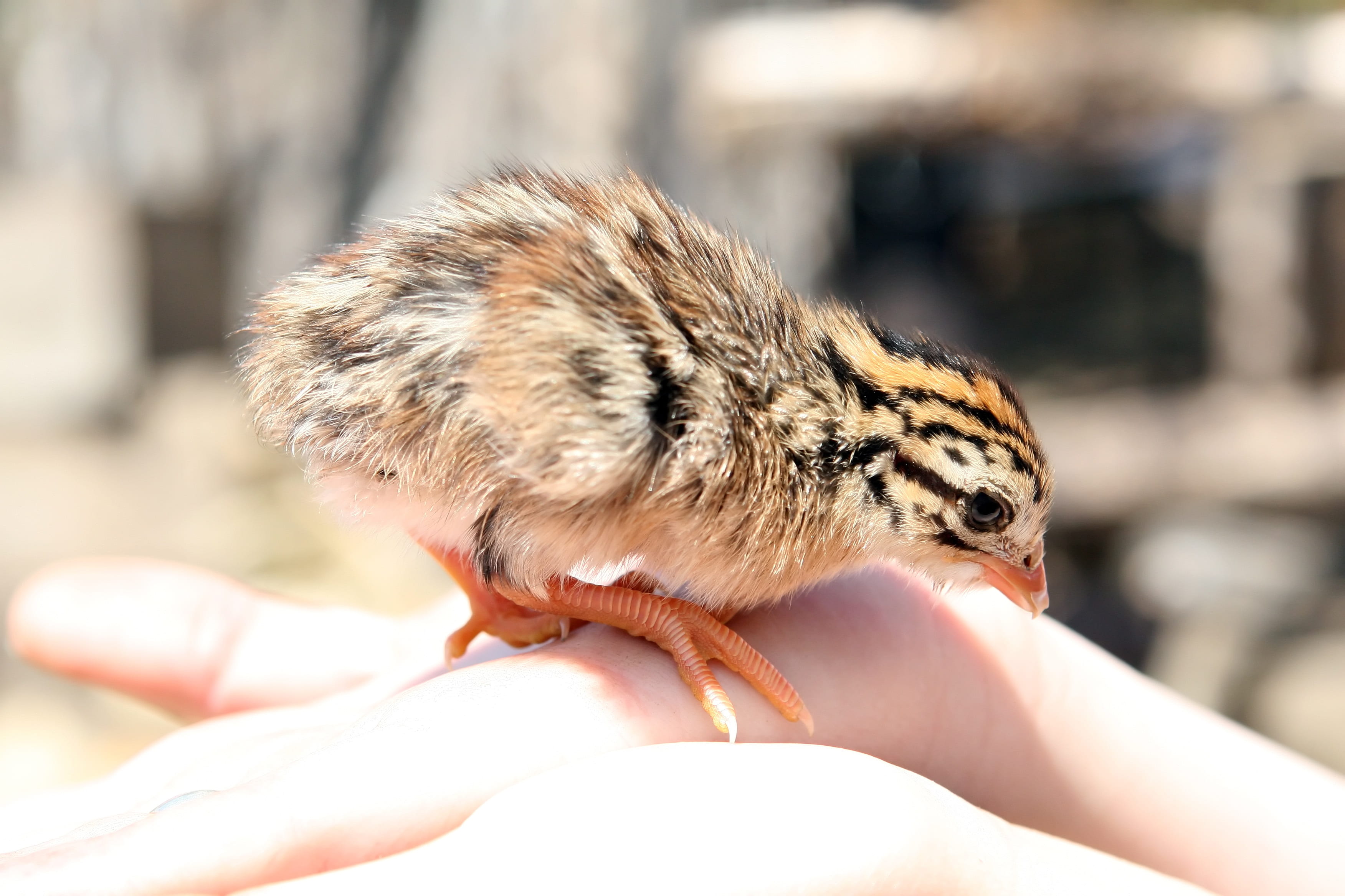 hand, slaughter, smelly, animal wildlife, person, 2K, woman, farm, mammal, female, cute, care, speckled, s, wild, quail, one person, childhood, finger, HD Wallpaper