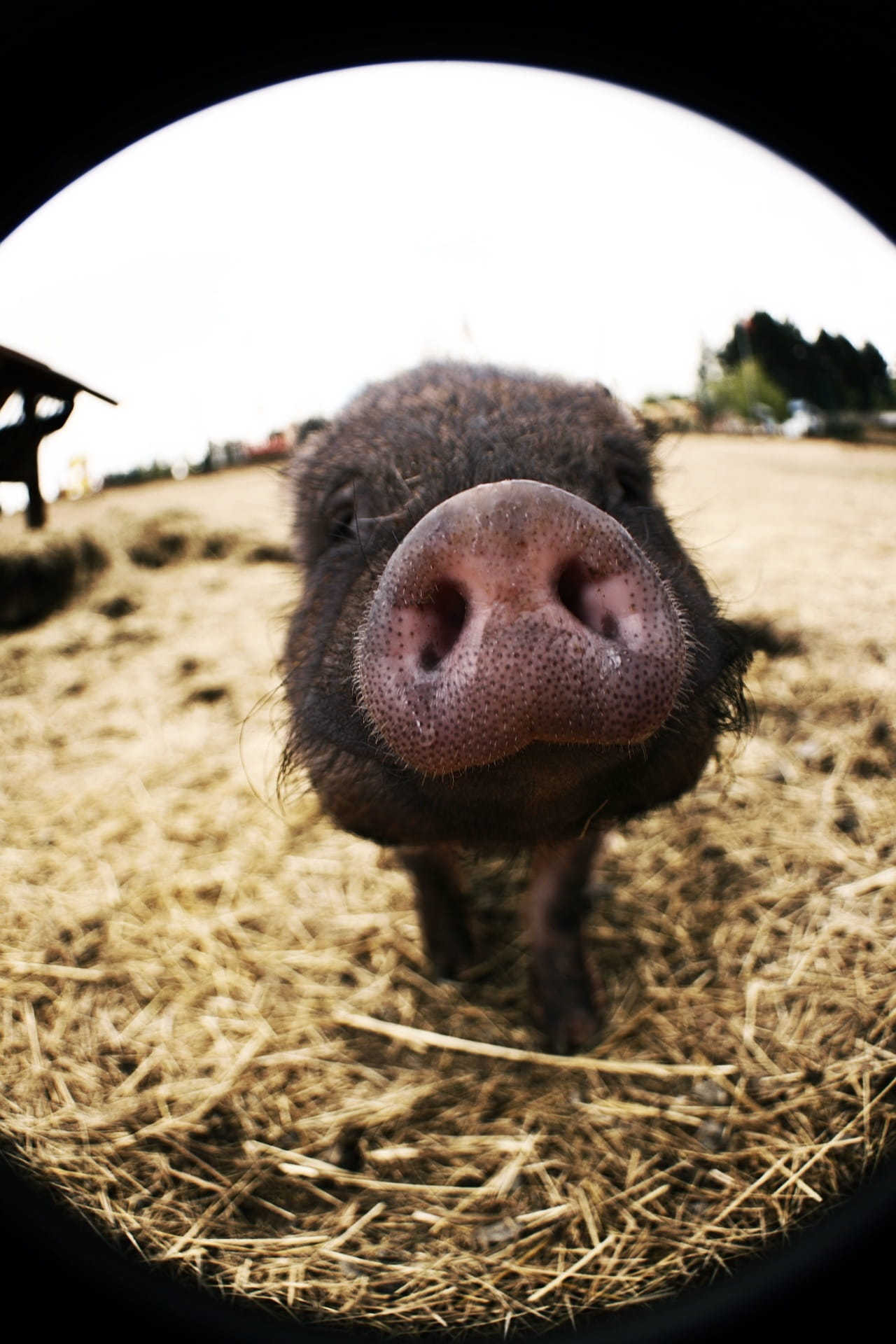 affectionate, fragrance, wide angle, straw, close-up, one animal, dirty, hooter, curious, pets, pig nose, Nose, outdoors, animal mouth, focus on foreground, Phone HD Wallpaper