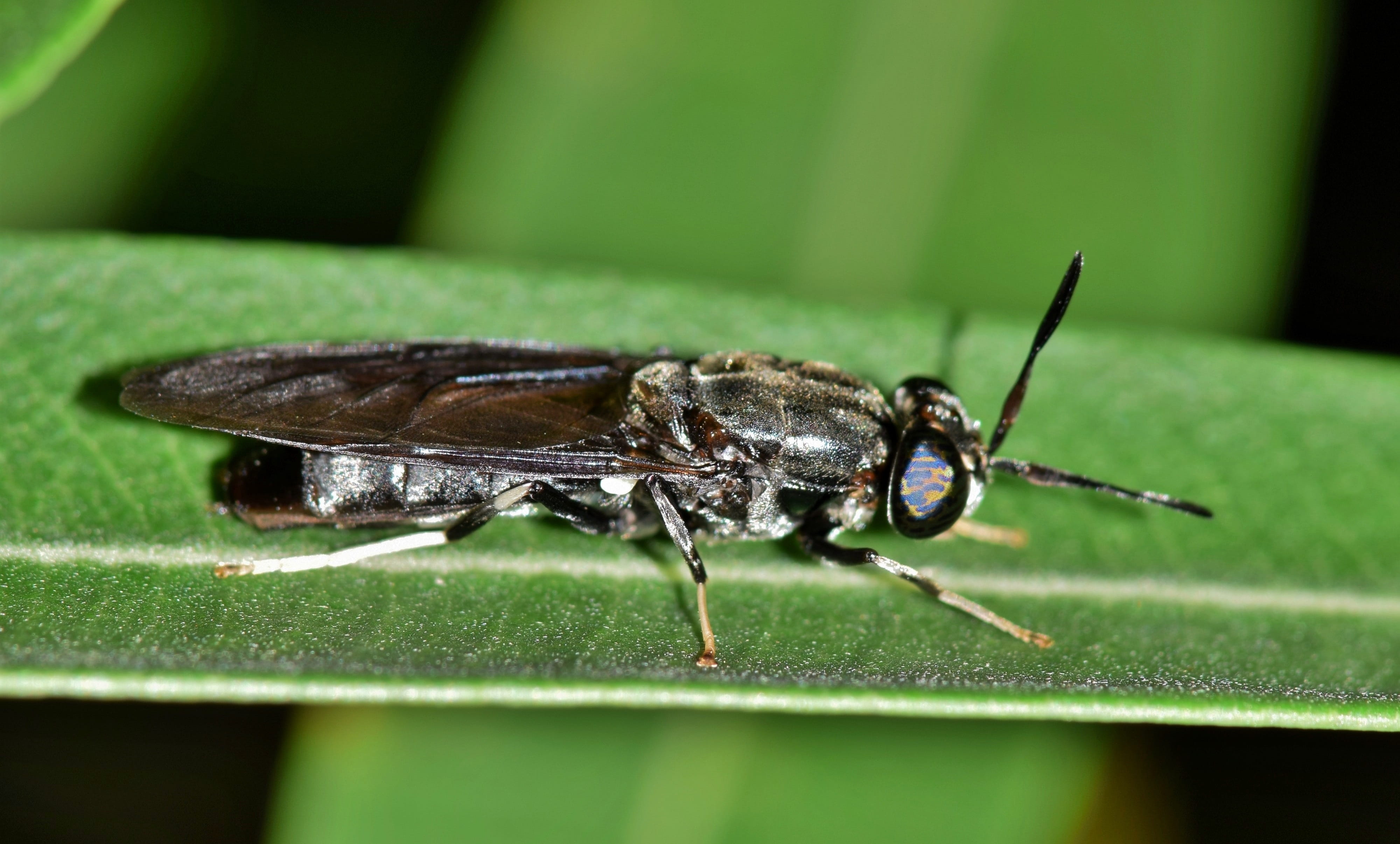 nature, outdoors, biology, leaf, selective focus, black soldier fly, insect, green color, close up, black insect, macro, day, creature, 4K, animals in the wild, HD Wallpaper