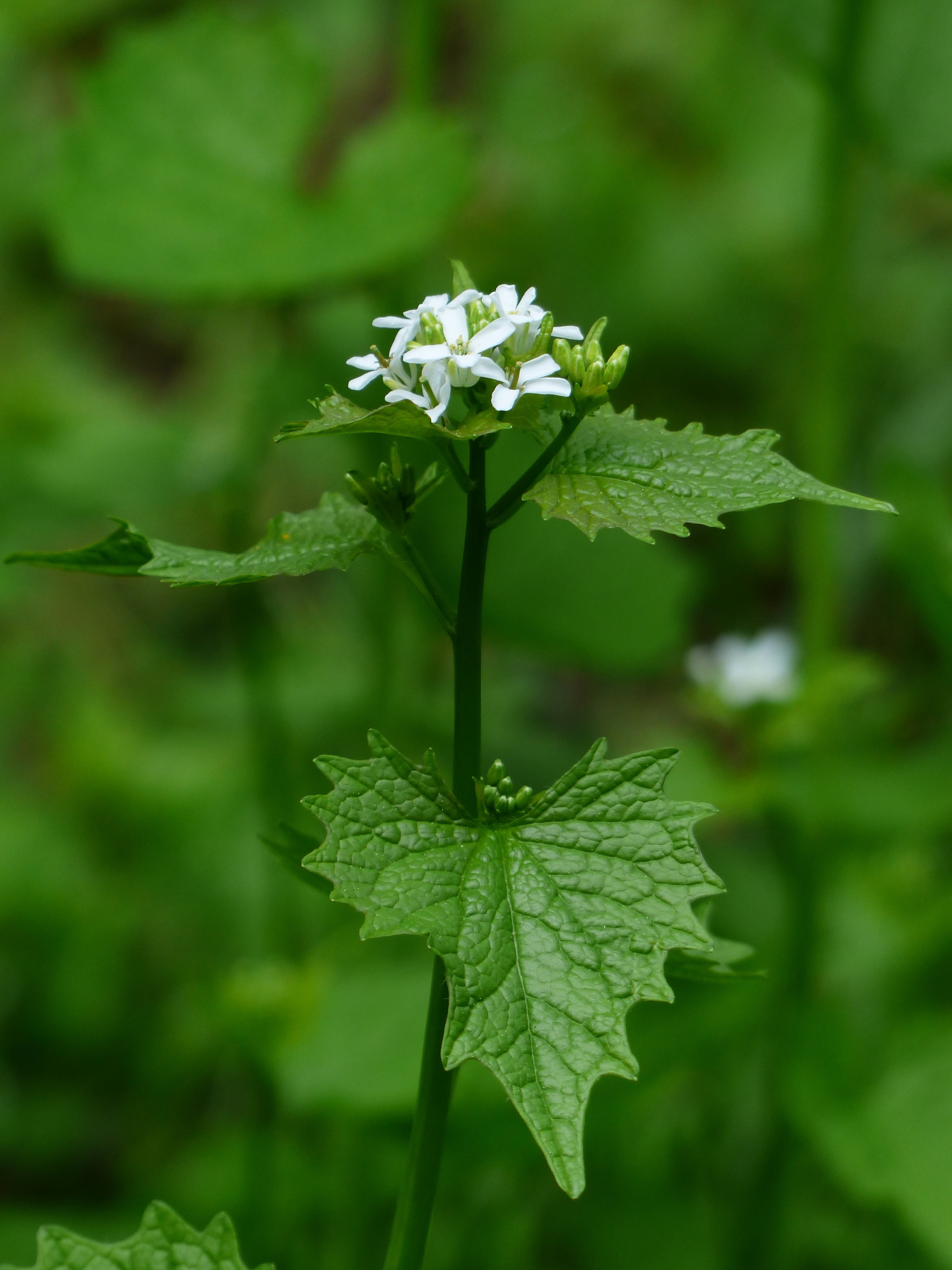 plant, garlic mustard, vulnerability, pointed flower, no people, nature, 4K, close-up, green, herb, flower head, plant stem, freshness, bloom, beauty in nature, Phone HD Wallpaper