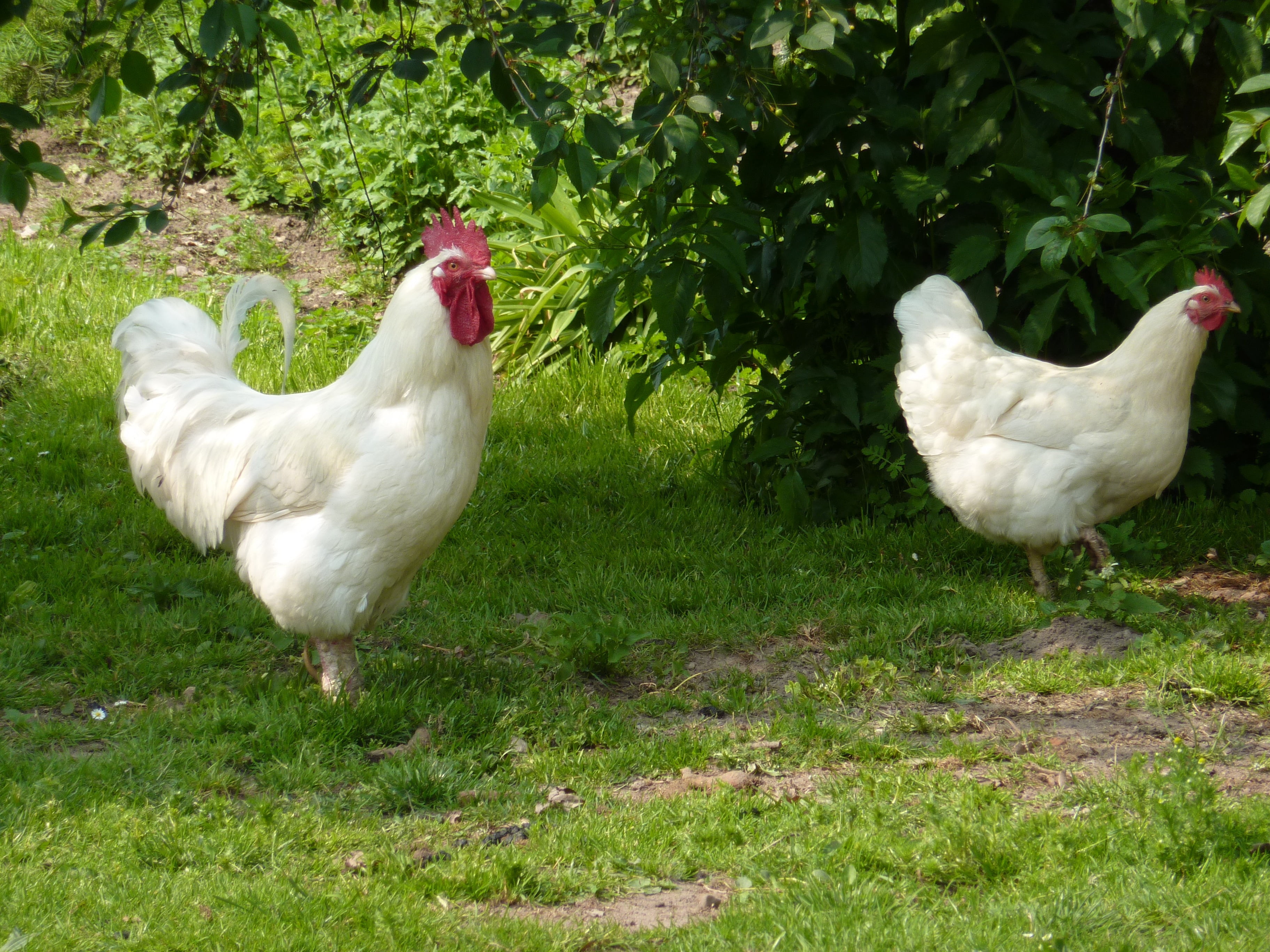 rooster, vertebrate, food, white, agriculture, chicken, animal, field, nature, animal themes, group of animals, rural Scene, plant, tree, chickens, chicken - Bird, HD Wallpaper