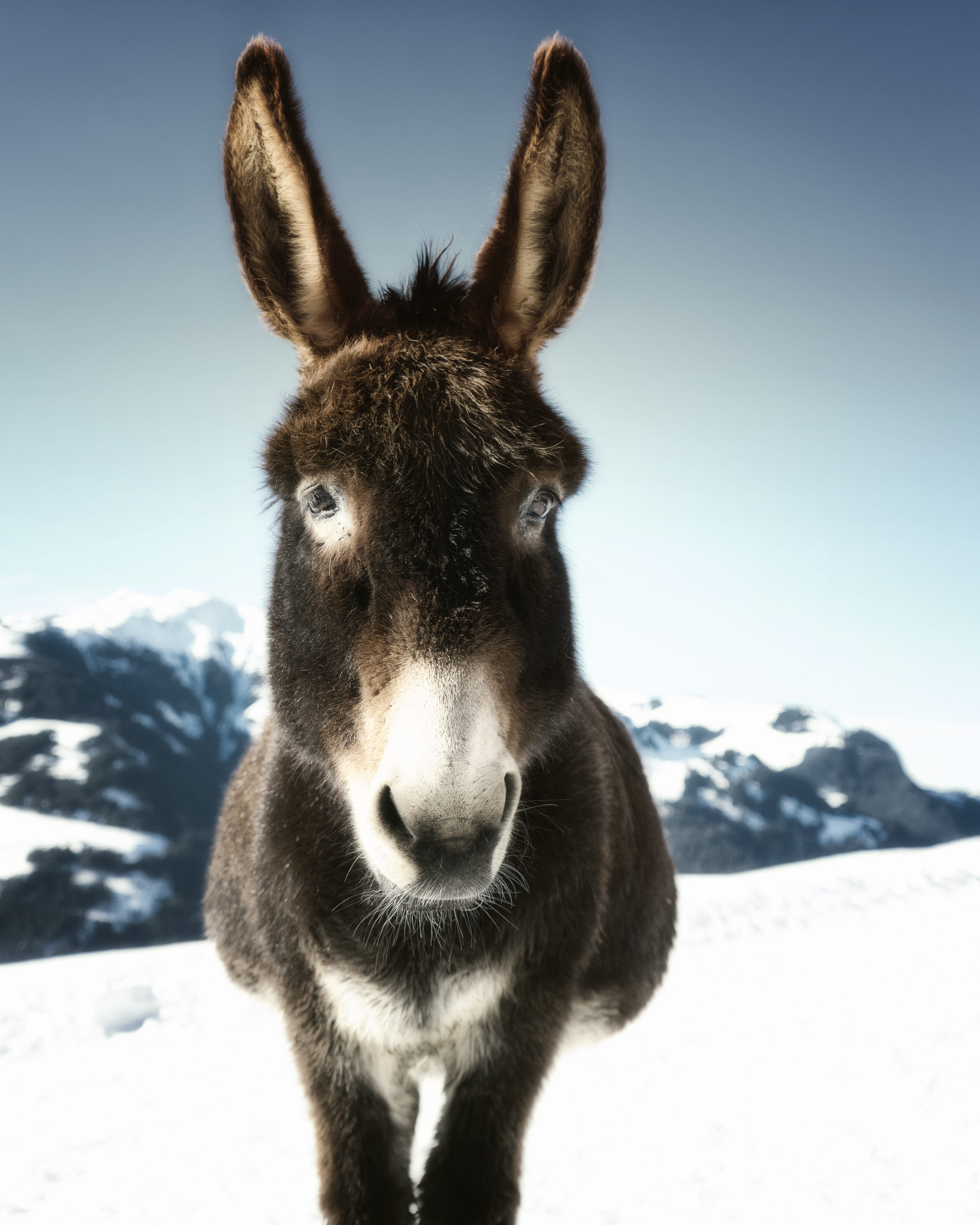 animal themes, portrait, animal shelter, no people, vertebrate, horse, mammal, wild, sky, herbivorous, snowcapped mountain, veterinarian, animal, looking at camera, Phone HD Wallpaper