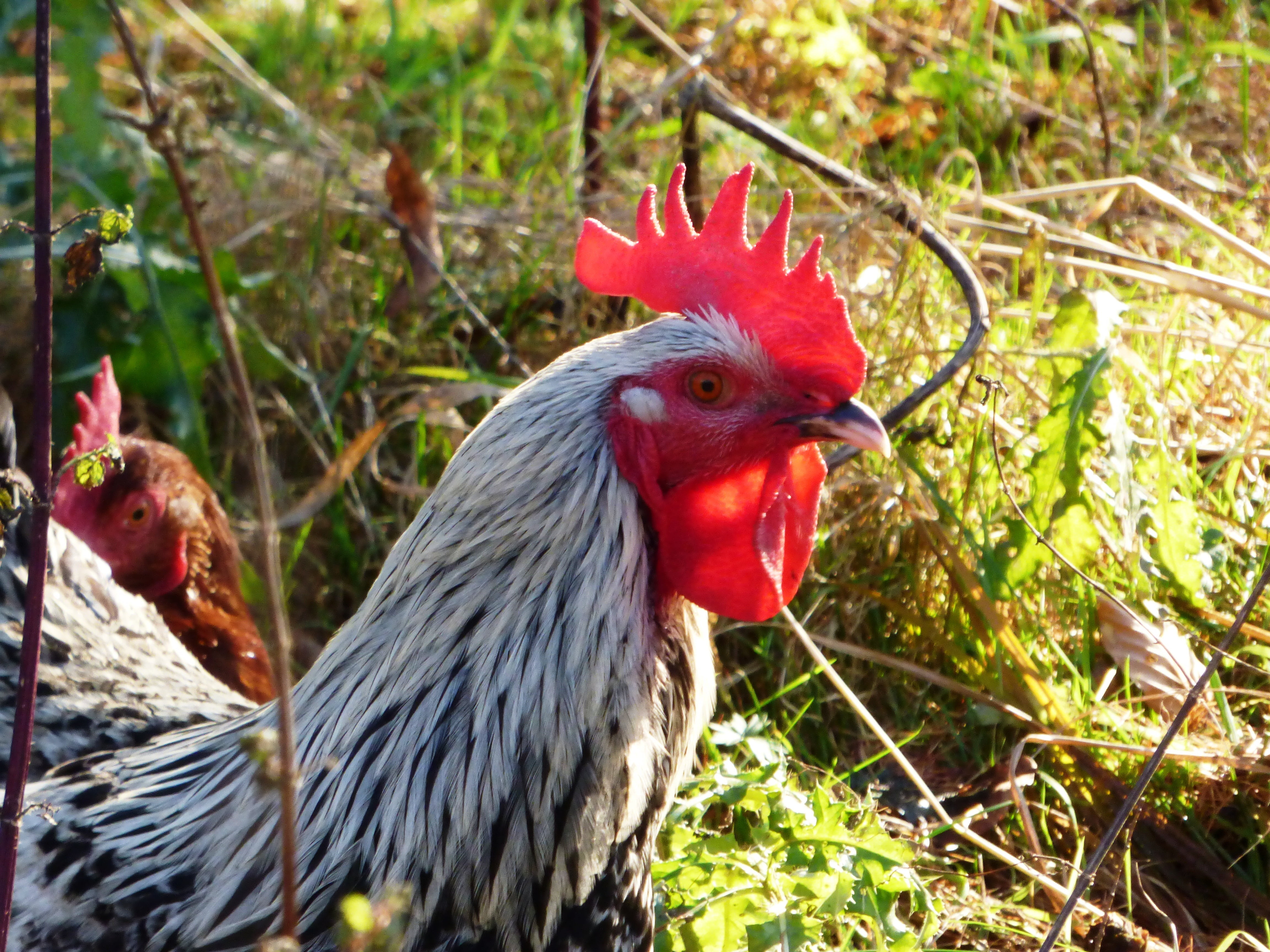 no people, rooster, livestock, cock, chicken coop, the mane, the hen, outdoors, poland village, animal head, nature, domestic animals, comb, focus on foreground, HD Wallpaper