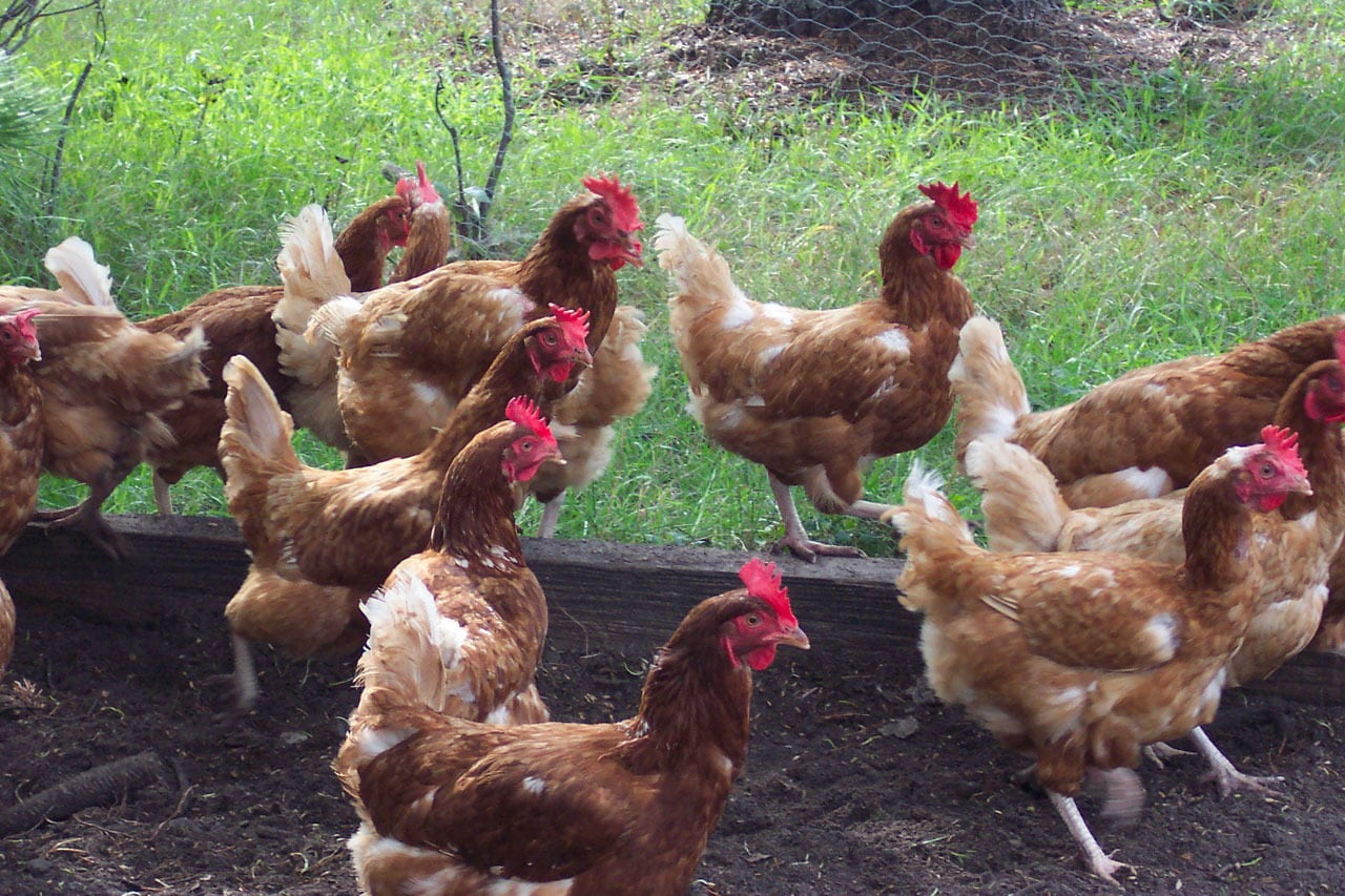 farm, chicken - Bird, pets, flock of birds, agriculture, food, rooster, no people, outdoors, herd, rural, vertebrate, mammal, country, domestic, medium group of animals, HD Wallpaper