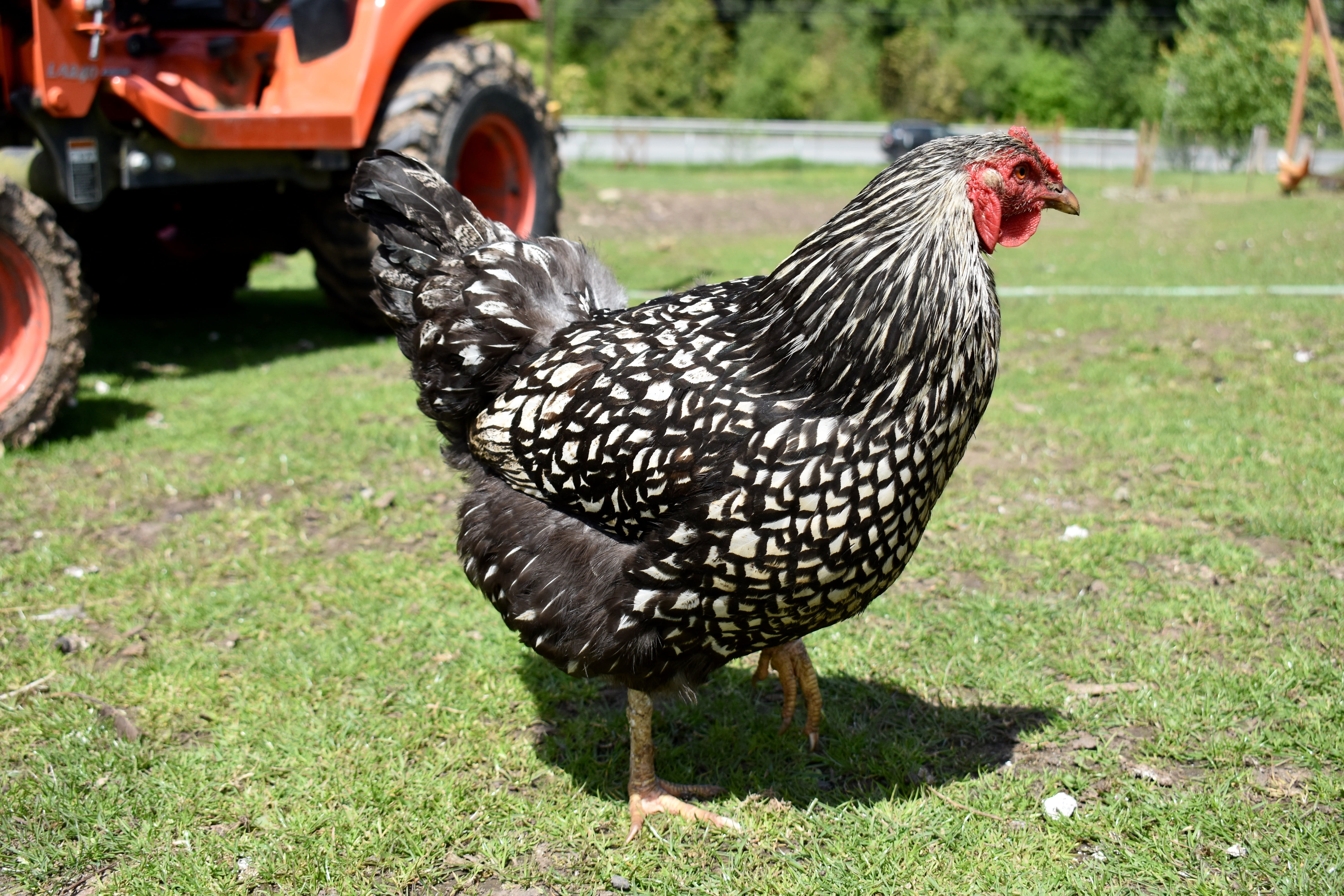 land, animal themes, washington, livestock, grass, rural, domestic, nature, hen, farm, fowl, beak, 5K, pets, port angeles, poultry, focus on foreground, HD Wallpaper