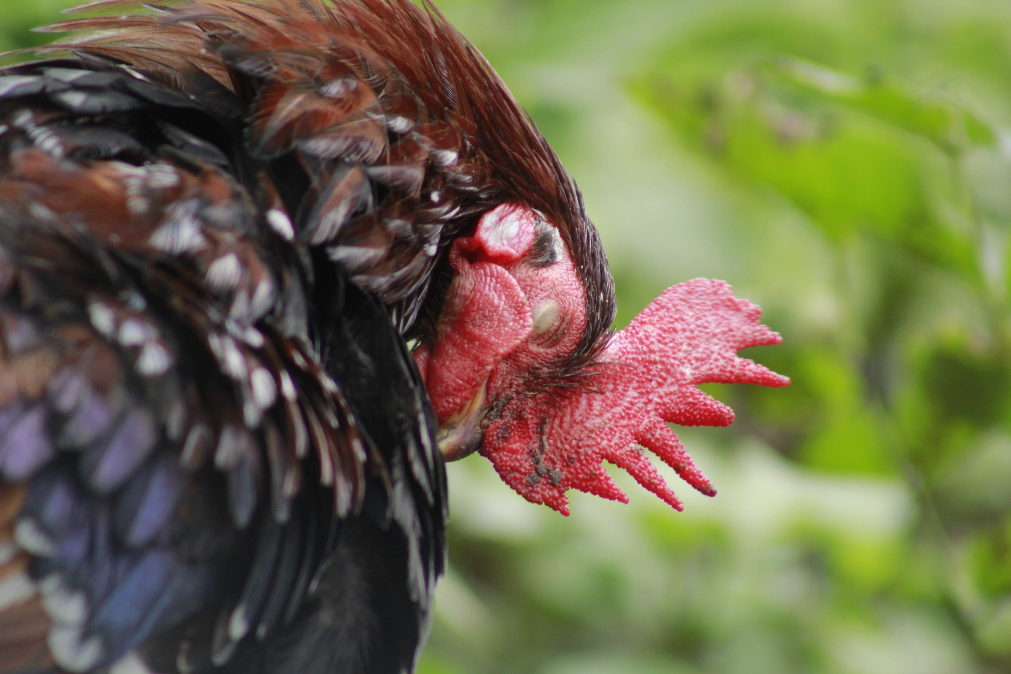 animal themes, poultry, domestic, feather, redcock, animal wildlife, close-up, no people, outdoors, zoology, plant, cock, one animal, animal, agriculture, HD Wallpaper