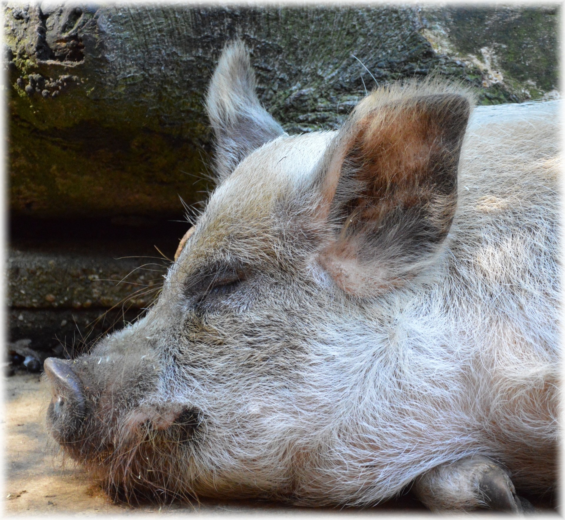 dog, animal head, pork, day, relaxation, nature, canine, food, livestock, domestic animals, one animal, animal themes, lying down, animals, close-up, chop, HD Wallpaper