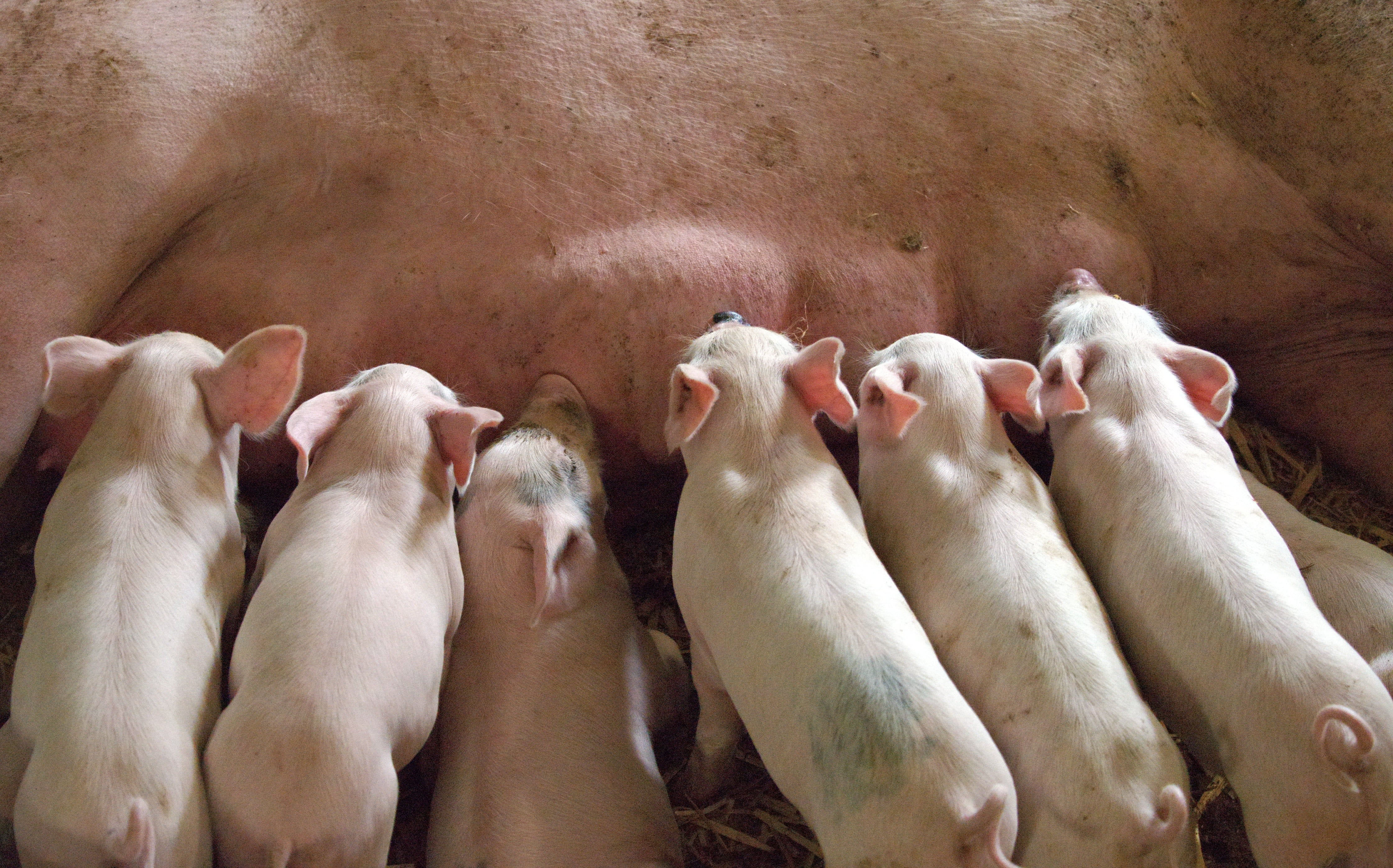 brother, domestic Pig, natural, offspring, four animals, teat, piglets, pets, in a row, family, pork, stable, market, cattle, domestic, snout, swine, domestic animals, HD Wallpaper