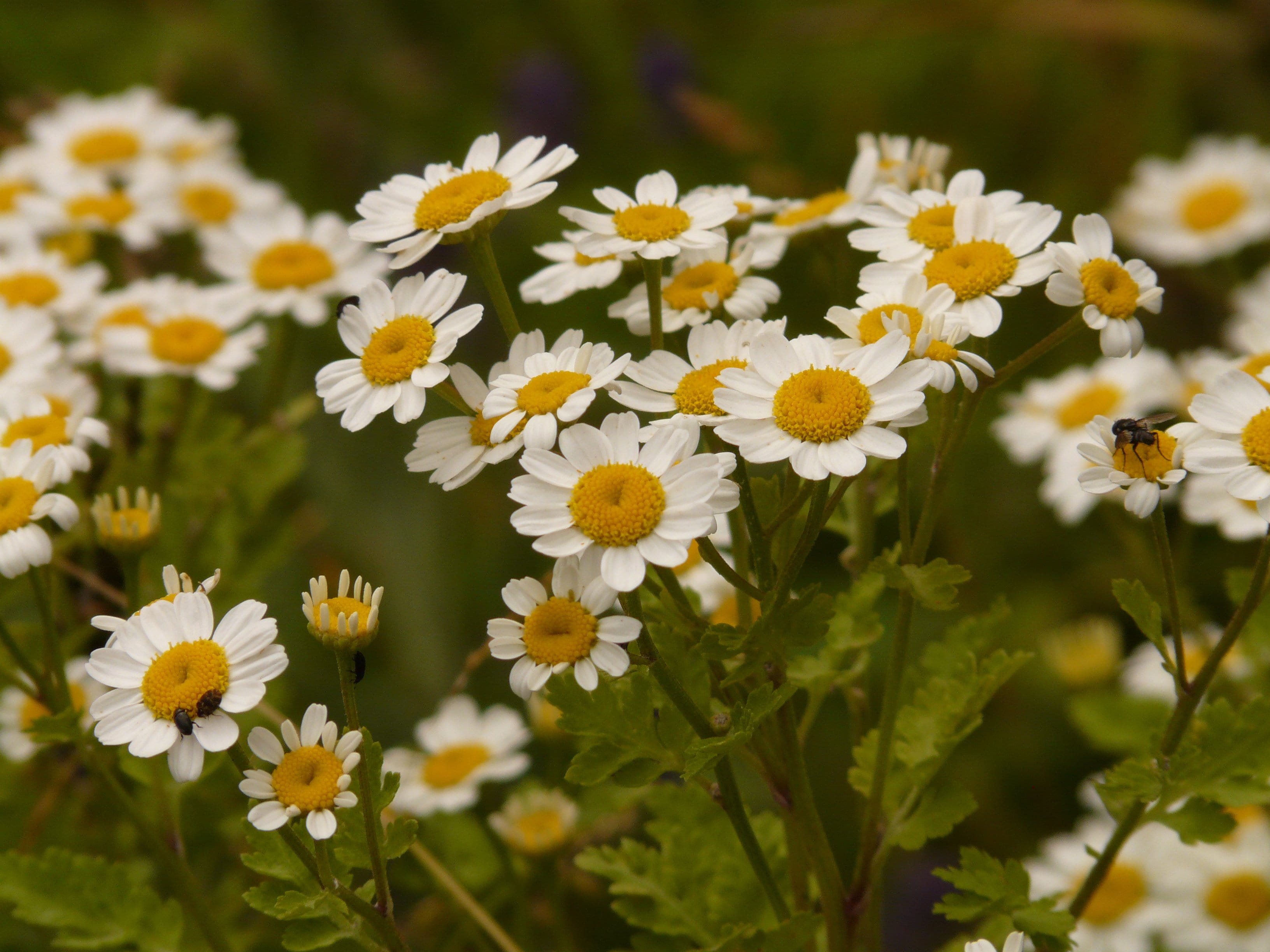 growth, plant, petal, vulnerability, flora, no people, focus on foreground, daisy, medicinal plant, outdoors, photography, inflorescence, flowers, bloom, HD Wallpaper