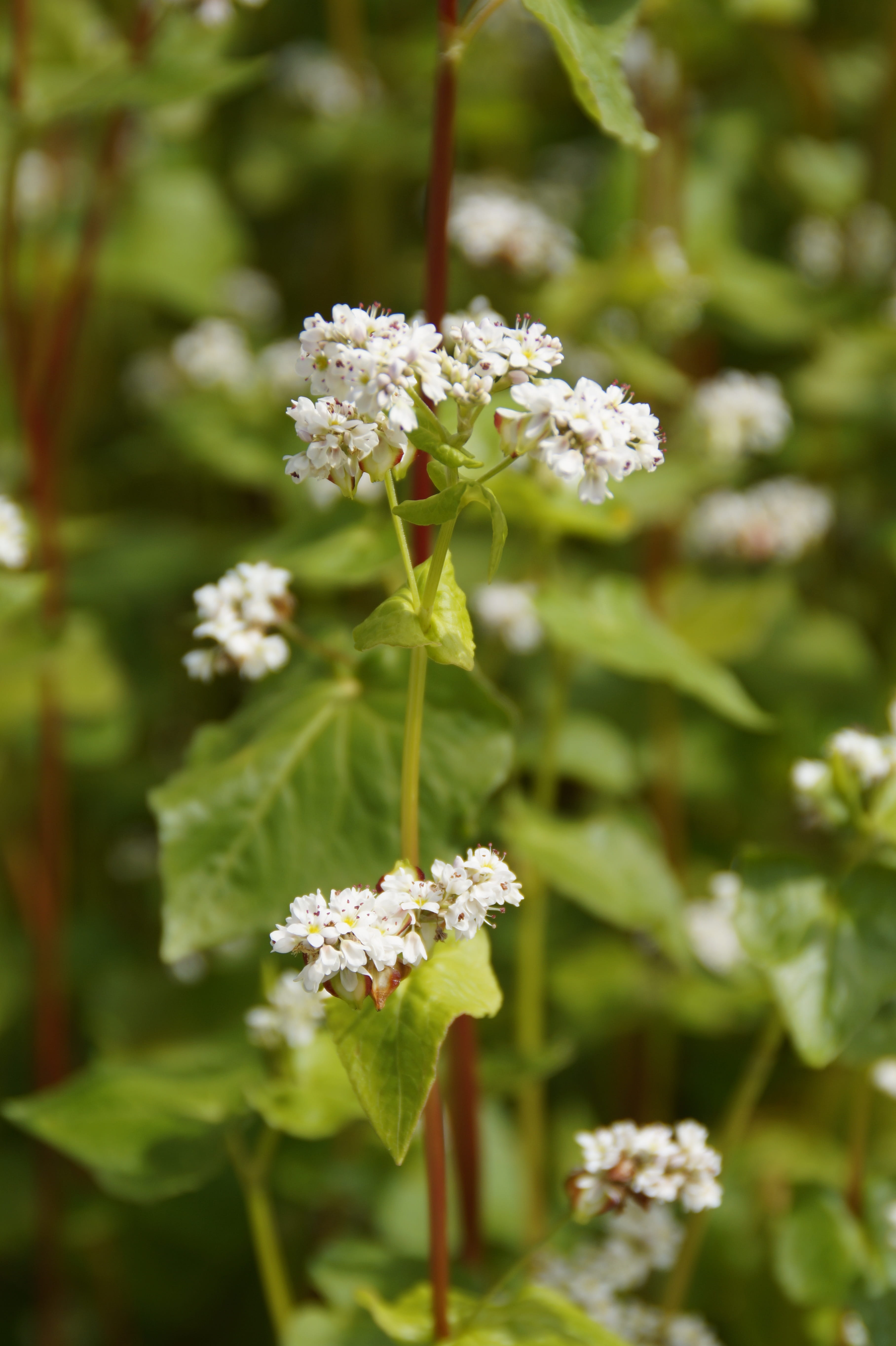 selective focus, inflorescence, Close, flower head, white color, leaf, petaled, Buckwheat, day, petal, focus, flower, summer, cereals, vulnerability, plant, Phone HD Wallpaper