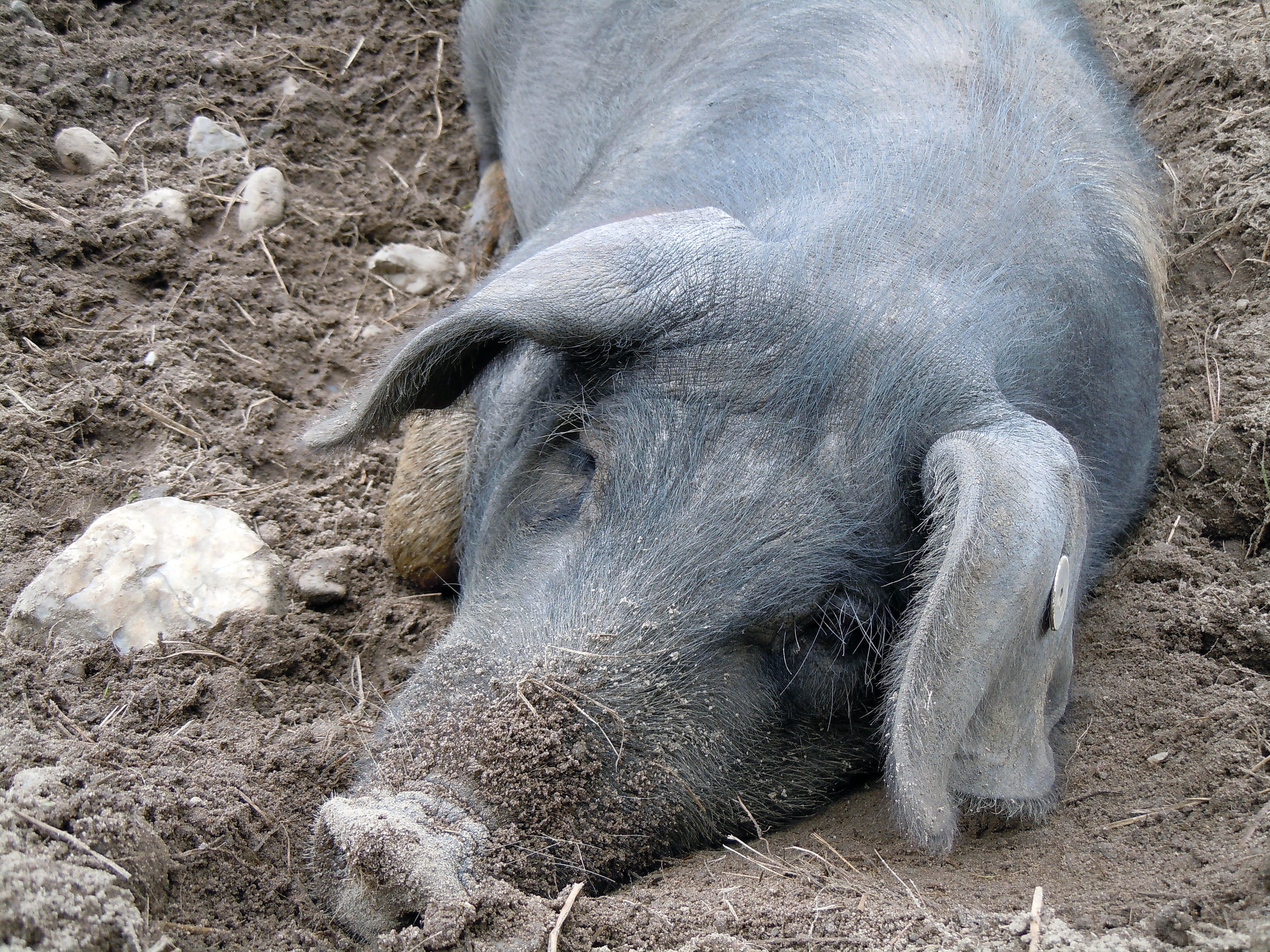pork, livestock, young Animal, nature, mammal, cute, domestic animals, agriculture, piglet, no people, animal, Pig, animal themes, domestic Pig, domestic, HD Wallpaper