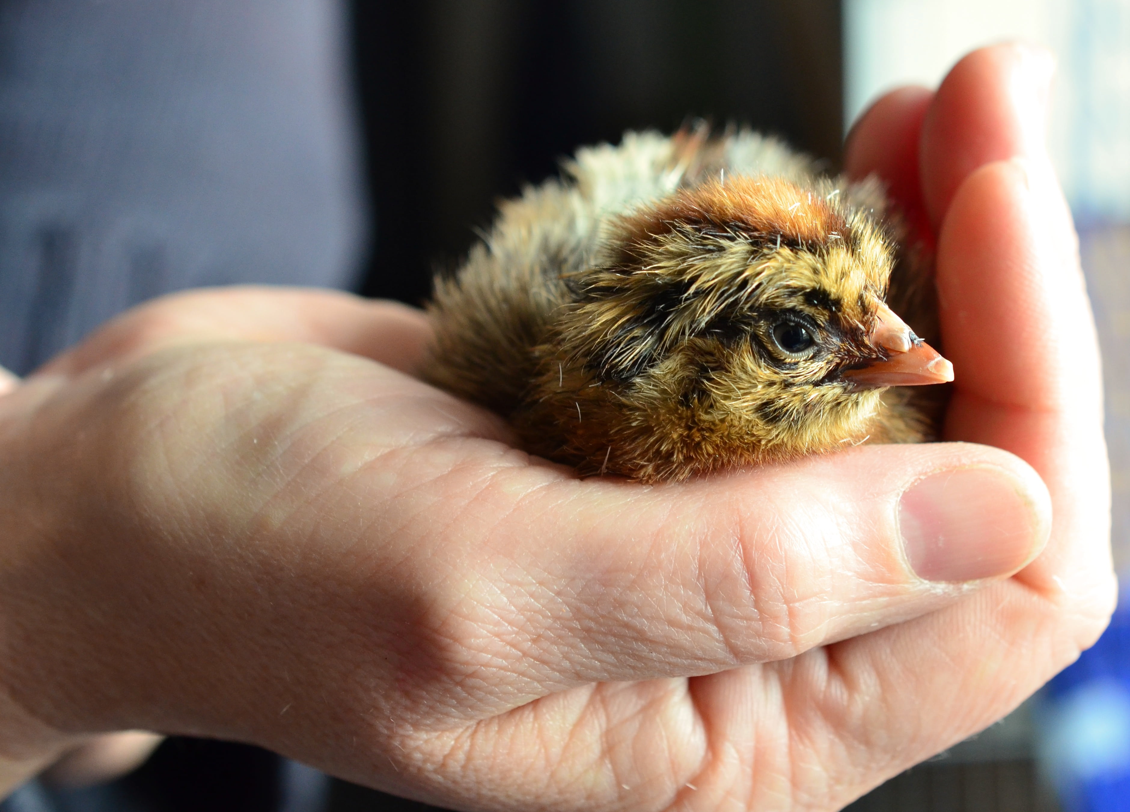 baby Chicken, chicks, holding, young Bird, domestic, animal themes, domestic animals, bird, cute, hand, human body part, close-up, finger, poultry, small, HD Wallpaper