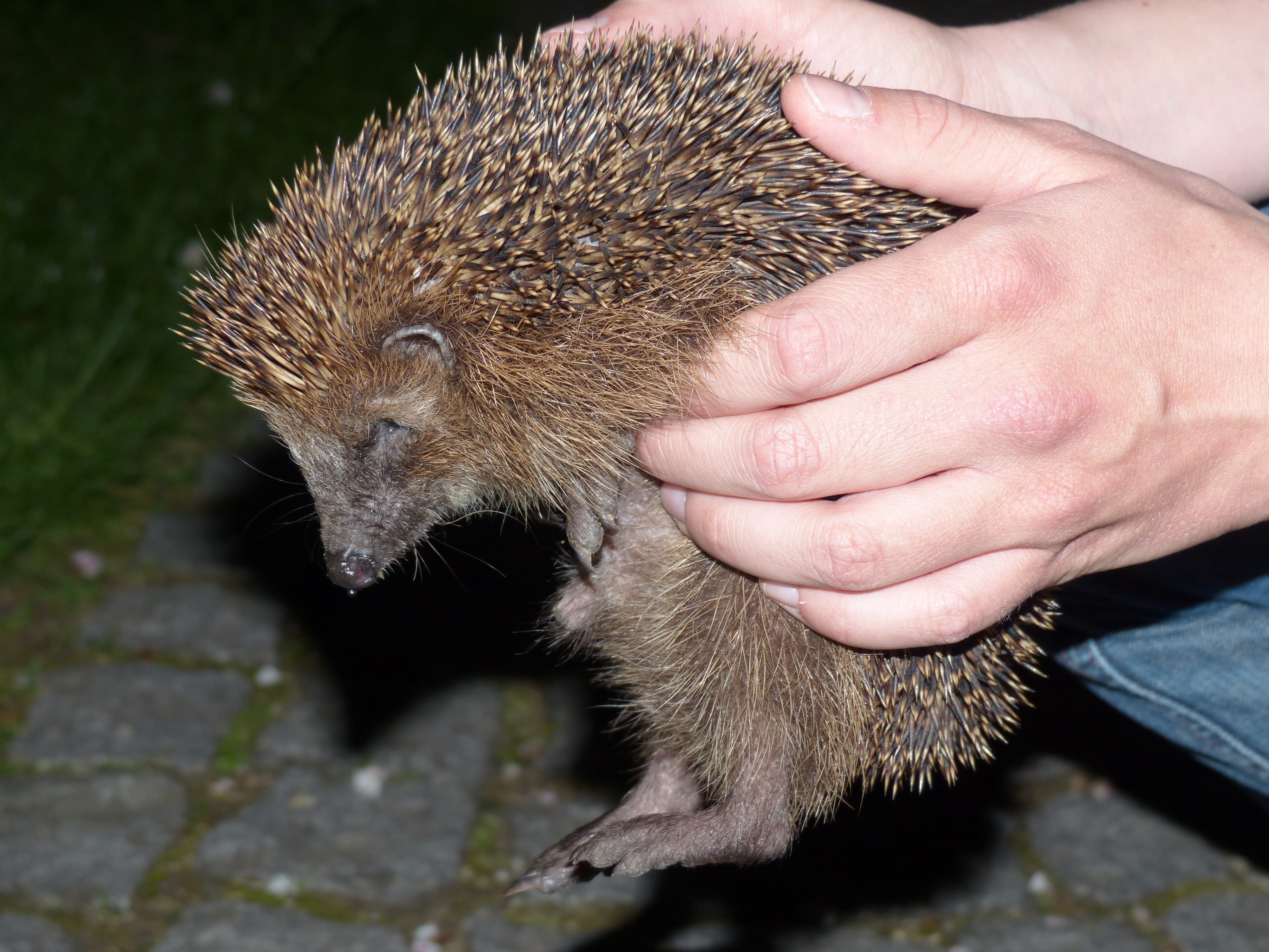 detention, mammal, holding, animals In The Wild, one animal, west hedgehog, finger, Animal, Hand, focus on foreground, human body part, western european hedgehog, HD Wallpaper