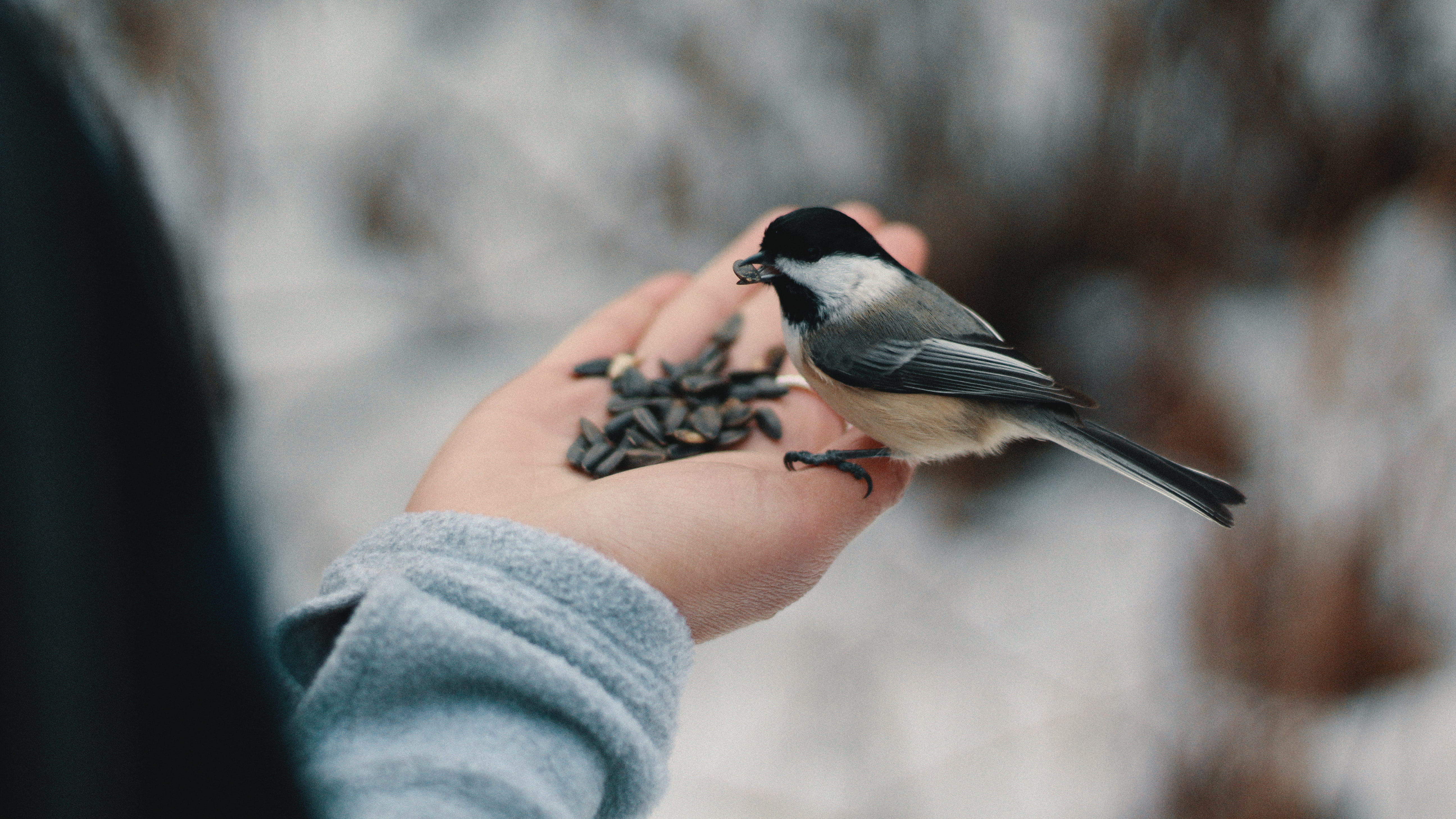 human finger, passerine Bird, animal, close-up, animal themes, outdoors, focus on foreground, nuts, human body part, branch, animal wildlife, white, finger, HD Wallpaper