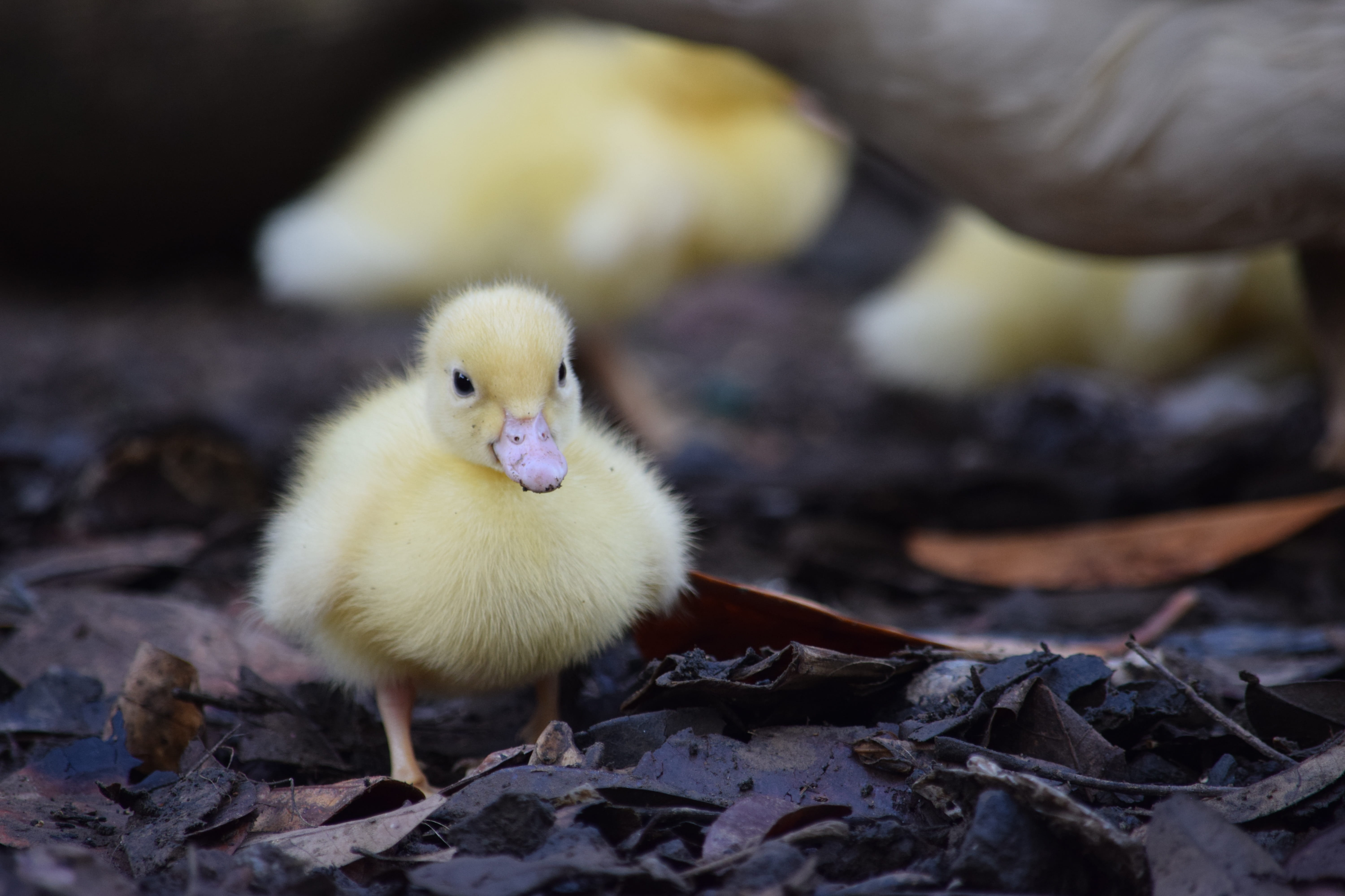 chicken - Bird, newborn Animal, nature, vertebrate, bird, young Bird, Animals, beak, livestock, day, animal wildlife, hatchling, Duck, Brave, agriculture, HD Wallpaper