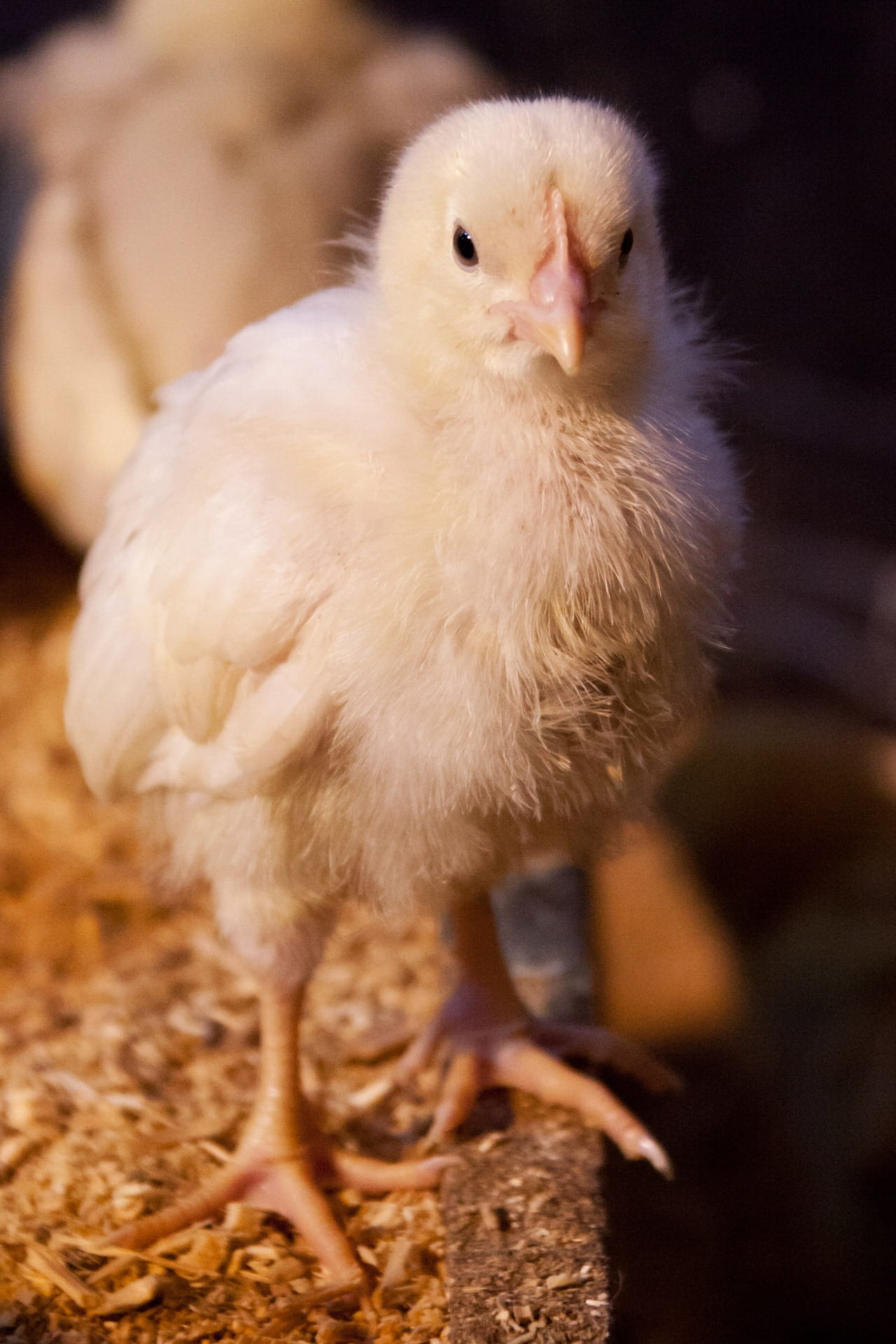 little, farm, pet, animal wildlife, free Range, mammal, domestic animals, chicken, feather, day, no people, easter, agriculture, 1080P, newborn, photography, Phone HD Wallpaper