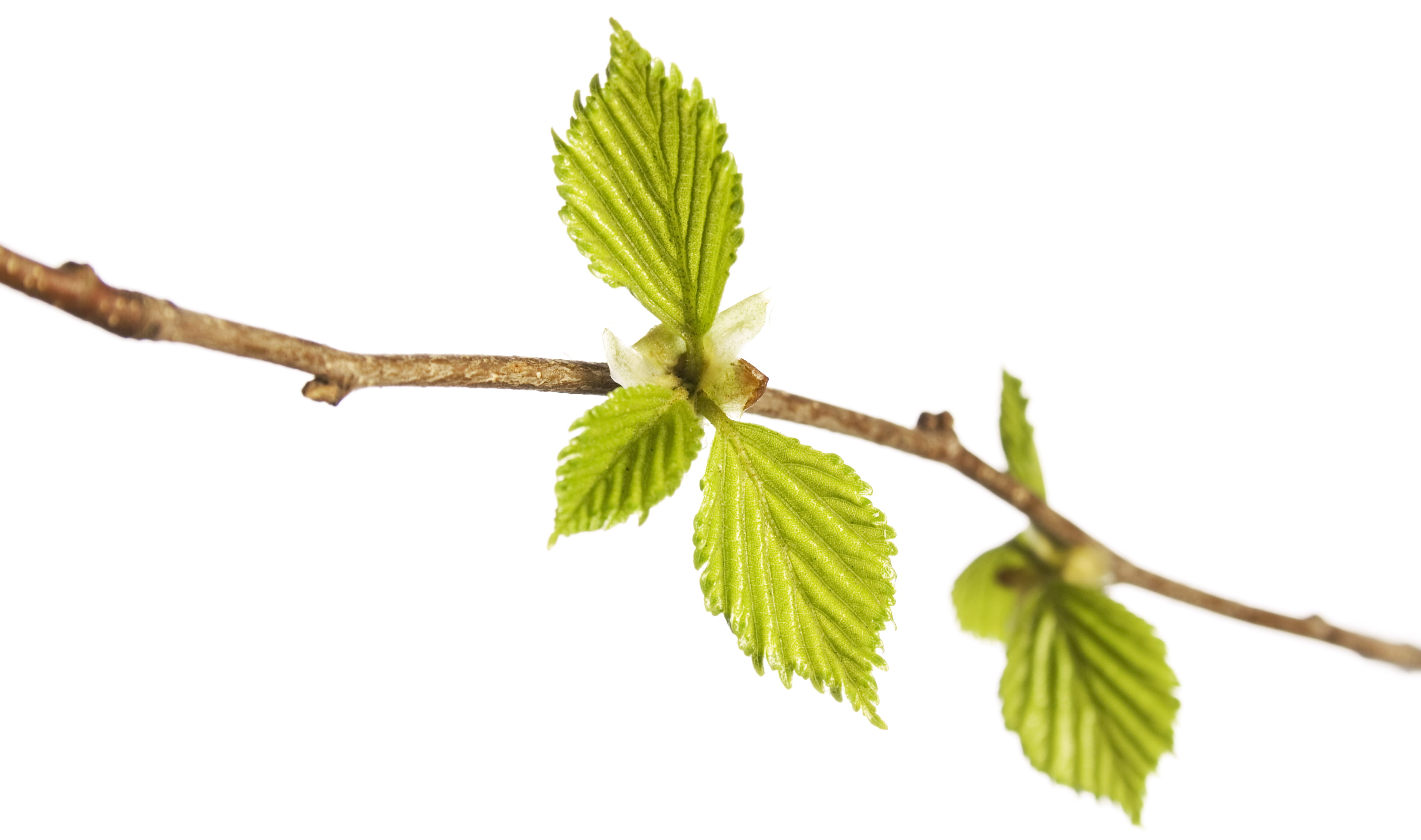 fresh, food, growing, studio shot, food and drink, beauty in nature, freshness, leaf, white, close-up, new, growth, outdoors, spray, branch, vegetation, HD Wallpaper