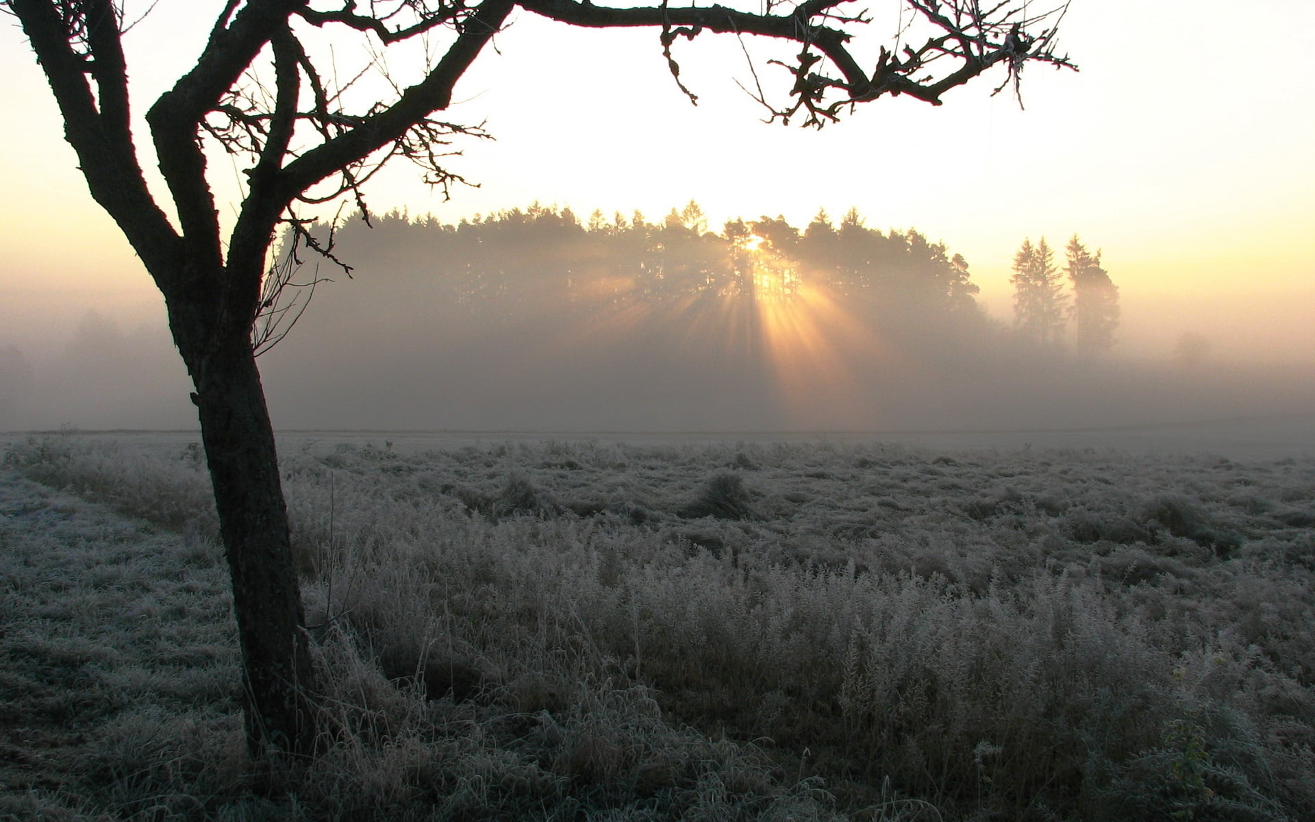 growth, back Lit, branch, mist, environment, sunrise - Dawn, snow, frost, summer, hazy, 1080P, dawn, scenics - nature, frosts, scenics, light - Natural Phenomenon, HD Wallpaper