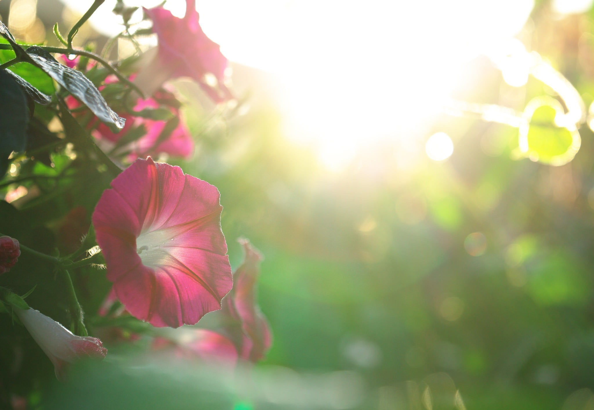 sunlight, nature, petal, shot, flowers, growth, flowering plant, day, close-up, flower head, inflorescence, fragility, outdoors, no people, focus on foreground, HD Wallpaper