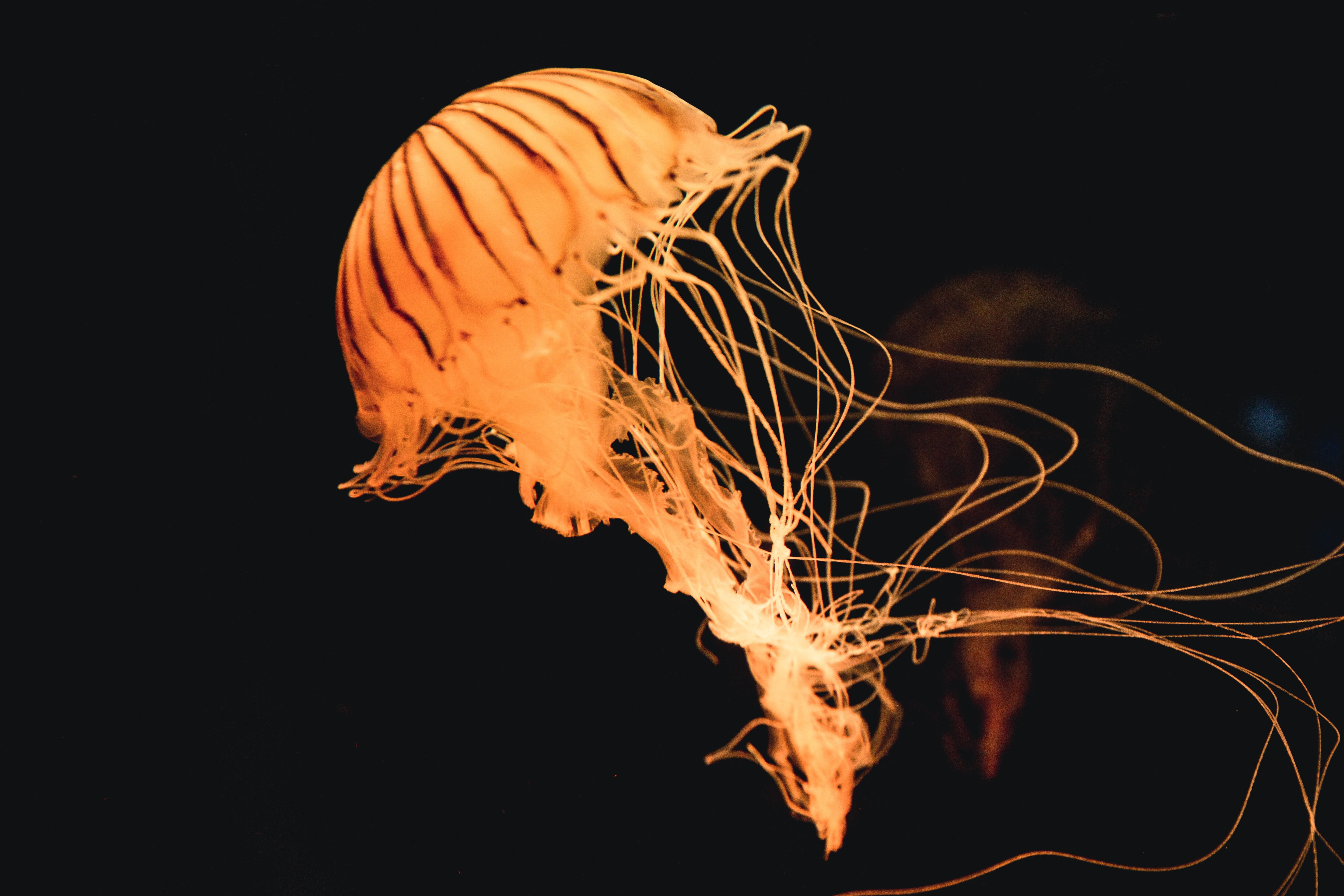 indoors, creativity, flowing, orange color, heat - temperature, studio shot, smoke - physical structure, close-up, underwater, jellyfish, burning, pattern, HD Wallpaper