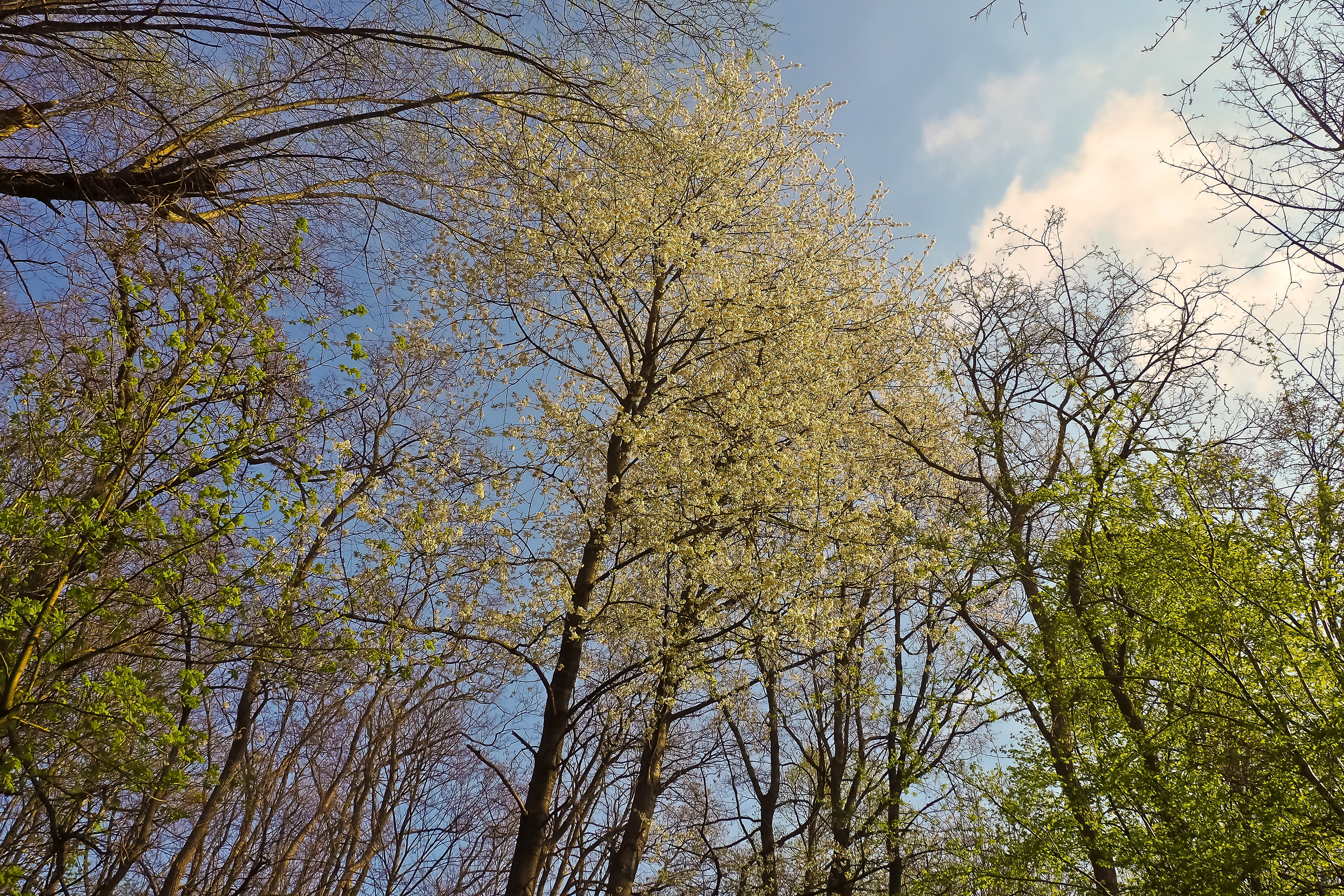 manicuring, frühlingsanfang, beauty In Nature, spring, Trees, nice weather, cloud - sky, color, tranquility, Nature, kahl, non-urban scene, 4K, land, day, HD Wallpaper