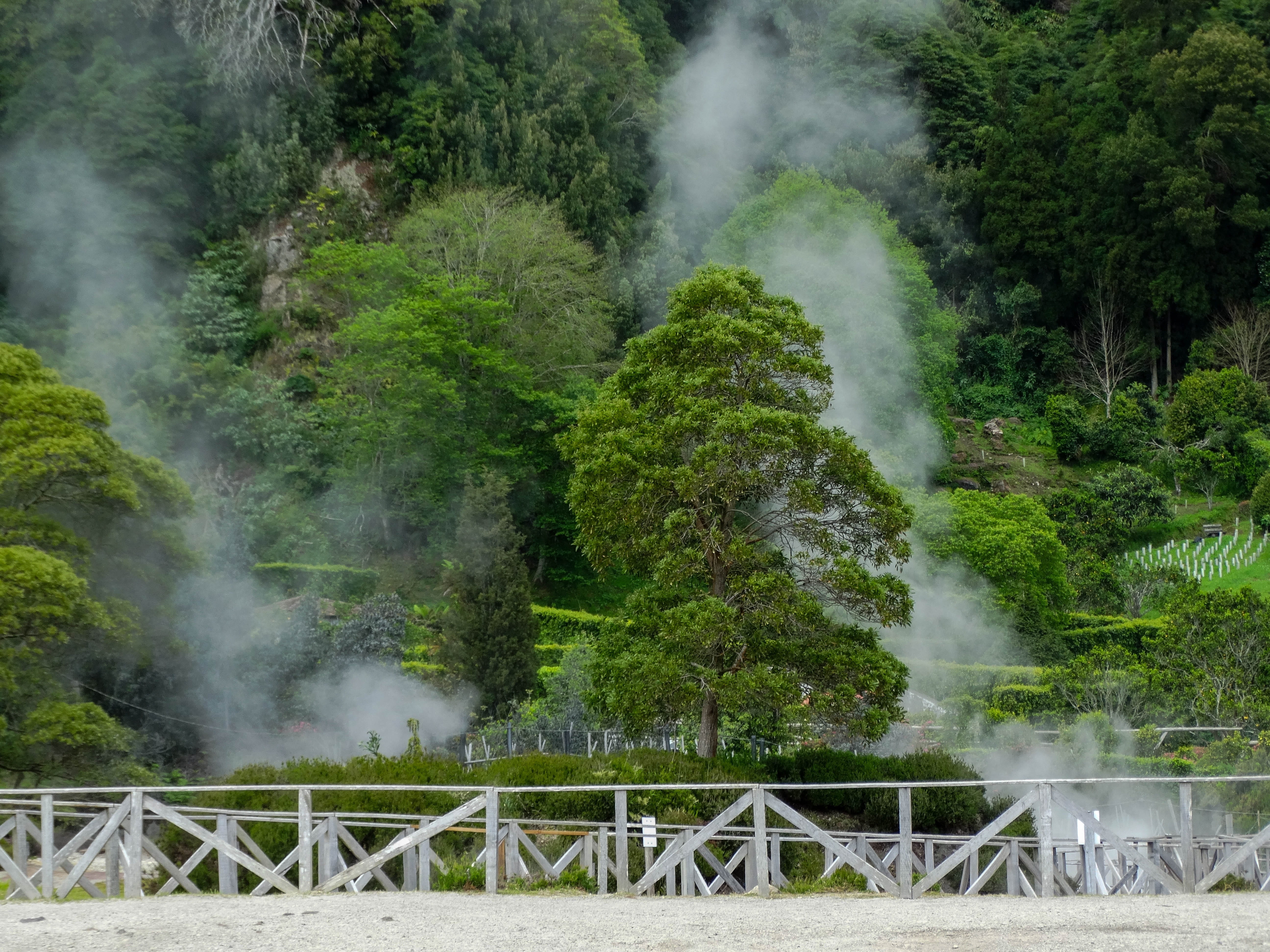 steam, park, azores, beauty in nature, green color, pollution, trees, bridge - man made structure, volcano, land, fumaroles, green, hot spring, furnas, HD Wallpaper