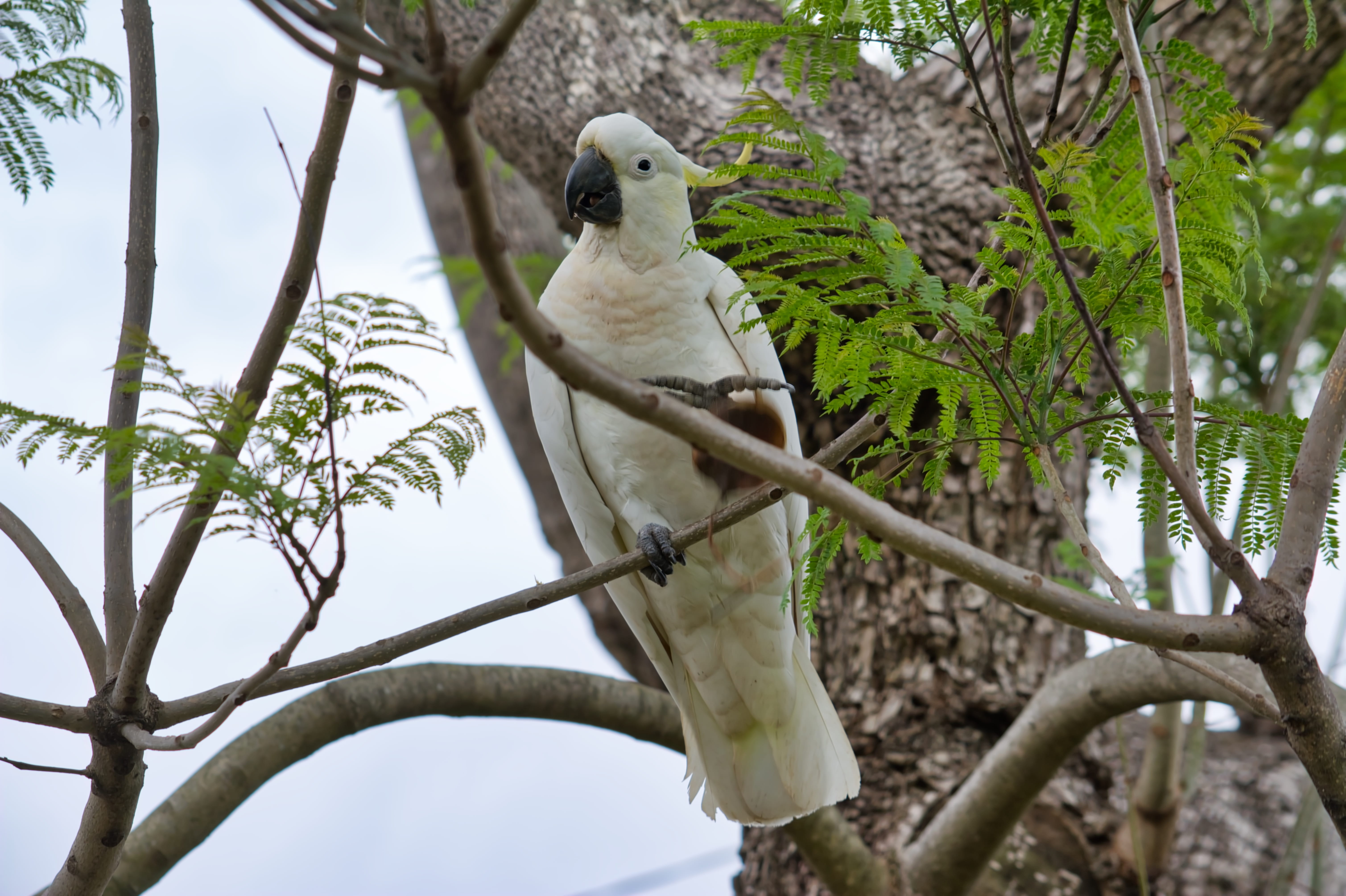 5K, fauna, parrot, tree, one animal, perching, tropical, animals in the wild, animal themes, full length, branch, day, nature, sulfur-crest, no people, HD Wallpaper