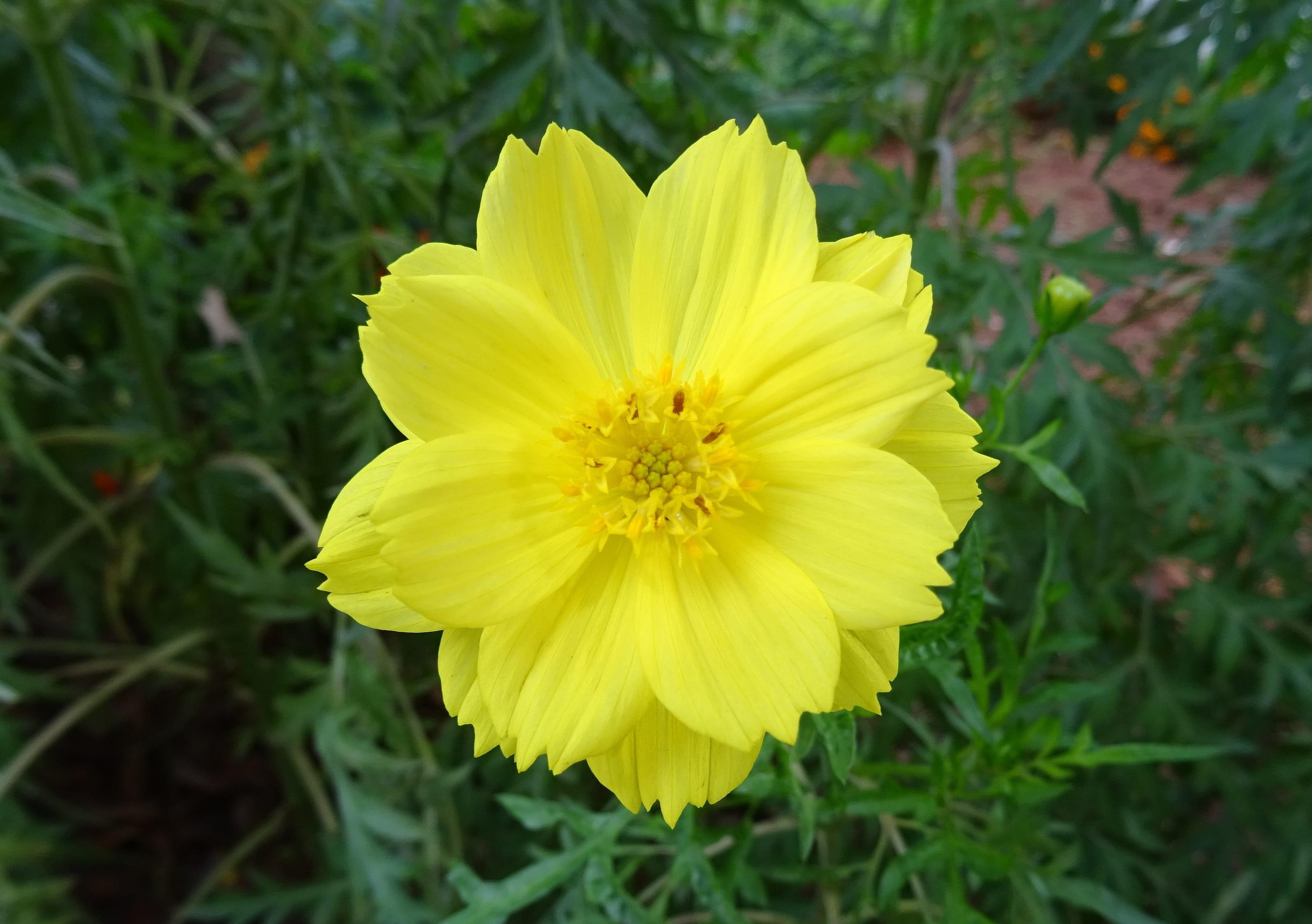growth, bloom, flower Head, vulnerability, plant, Flower, day, inflorescence, nature, land, freshness, fragility, sulfur cosmos, springtime, petal, 2K, HD Wallpaper