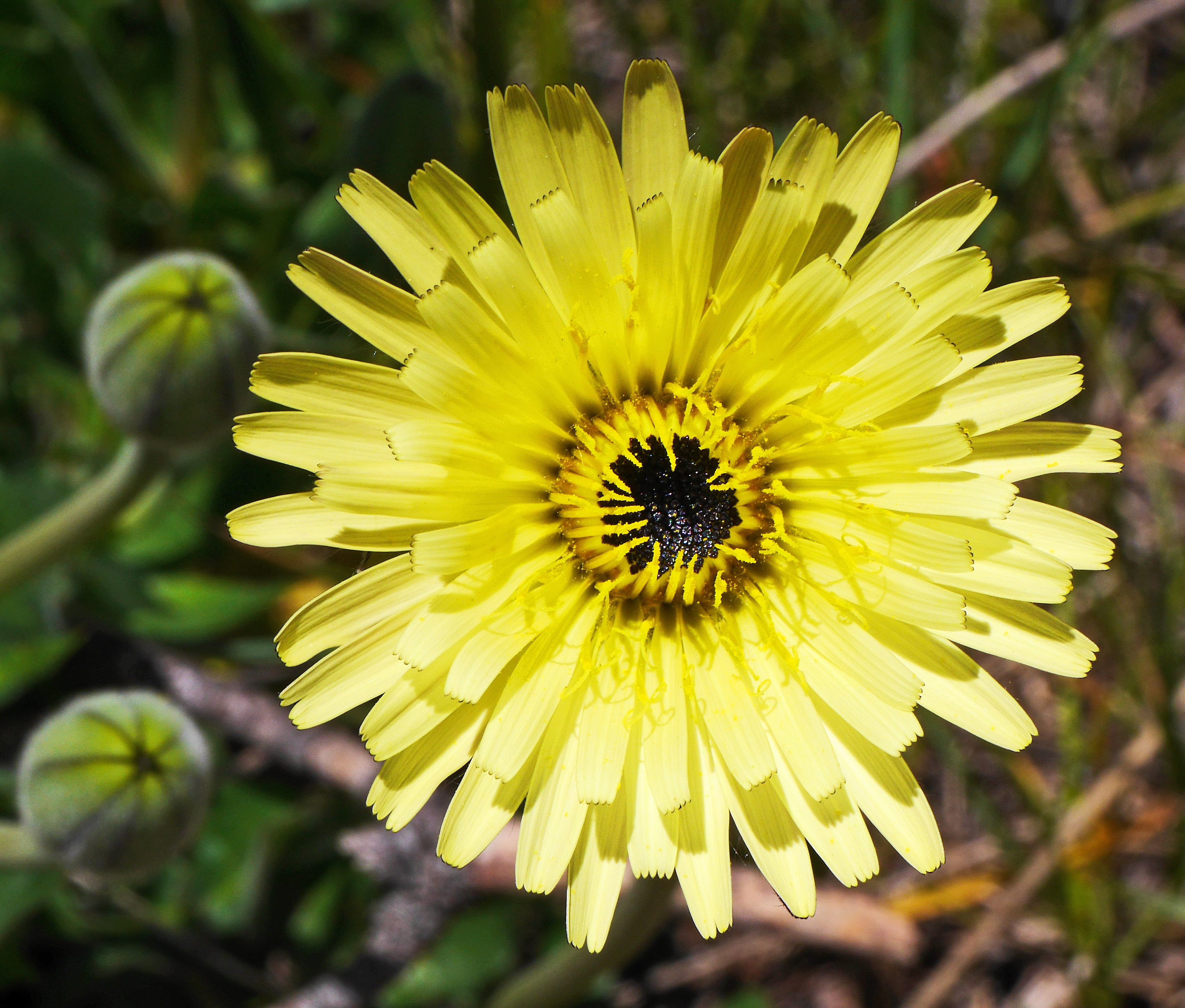 soft hairy sulfur körbchen, close-up, mountain flower, focus on foreground, altitude, growth, blossomed, freshness, flowering plant, yellow, beauty in nature, HD Wallpaper