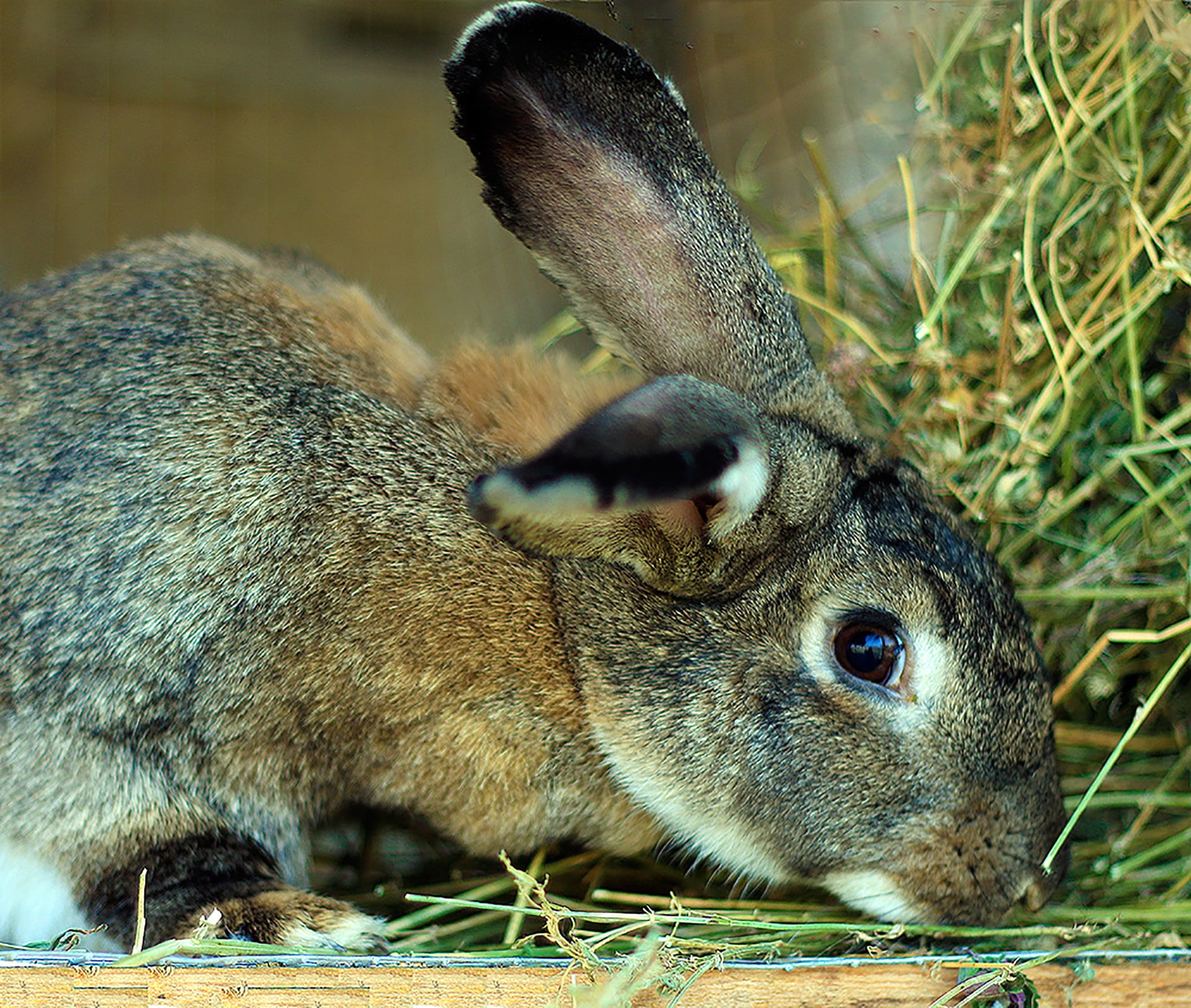 herbivorous, whisker, rabbits, fur, land, nature, rabbit, focus on foreground, rodent, sulfur, eating, pet, animal, 1080P, animal wildlife, field, outdoors, HD Wallpaper