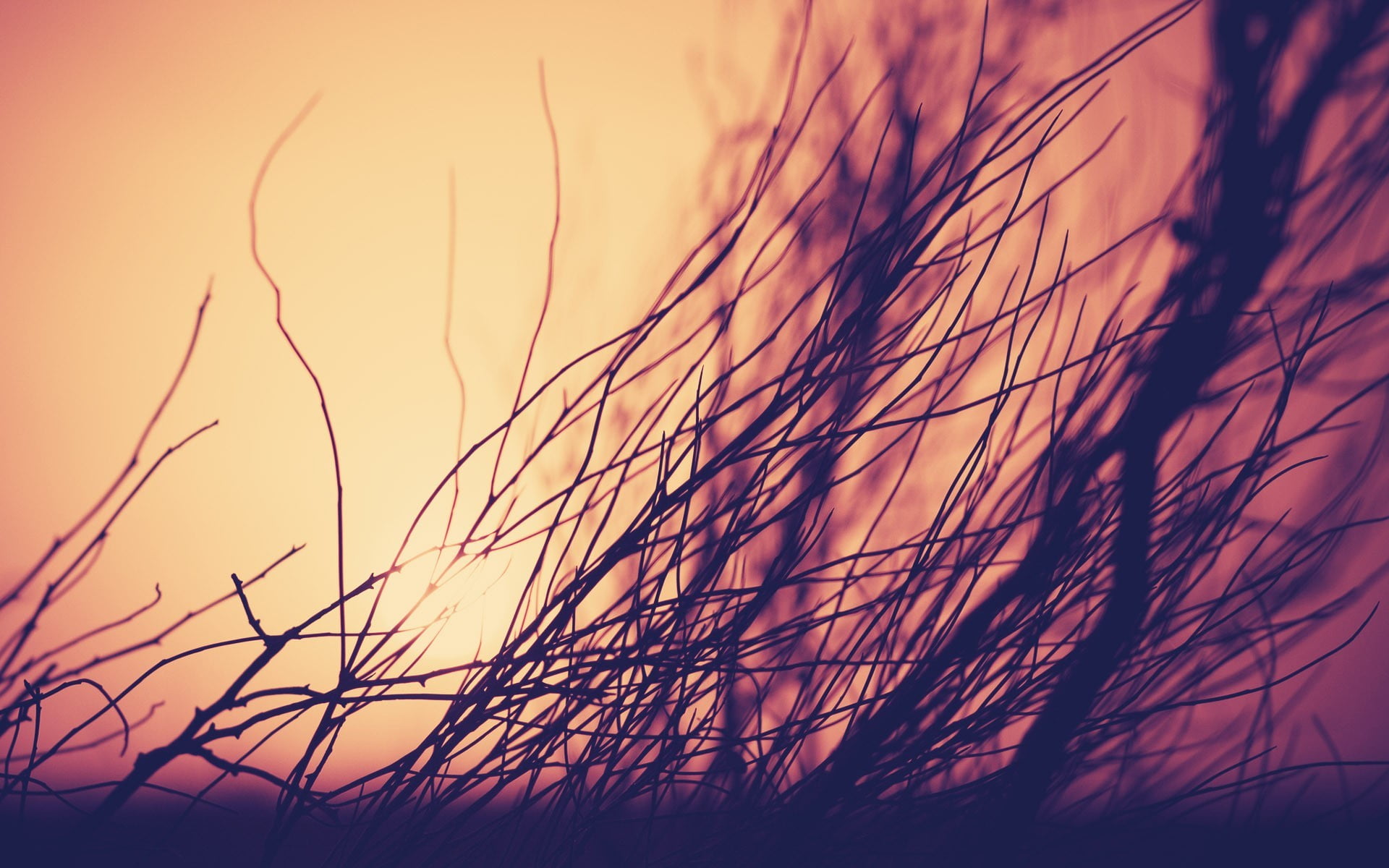 land, outdoors, nature, beauty in nature, tranquility, close-up, agriculture, growth, focus on foreground, orange color, sky, dried, plant, selective focus, HD Wallpaper
