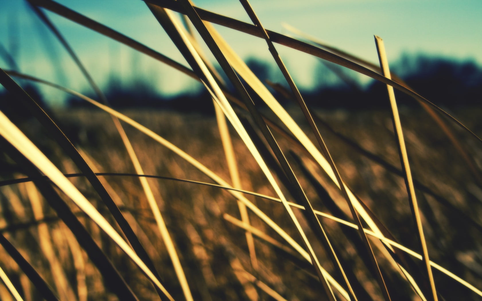 no people, growth, blade of grass, crop, close-up, plants, focus on foreground, sky, stalk, tranquility, grass, day, selective focus, brown, landscape, HD Wallpaper