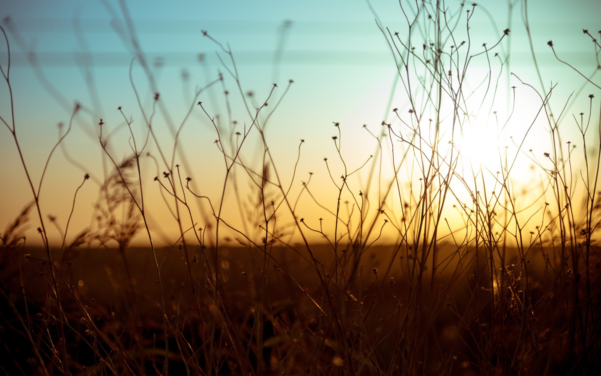 growth, scenics - nature, beauty in nature, outdoors, tranquility, sunset, focus on foreground, 2K, sunlight, tranquil scene, plant, grass, timothy grass, HD Wallpaper