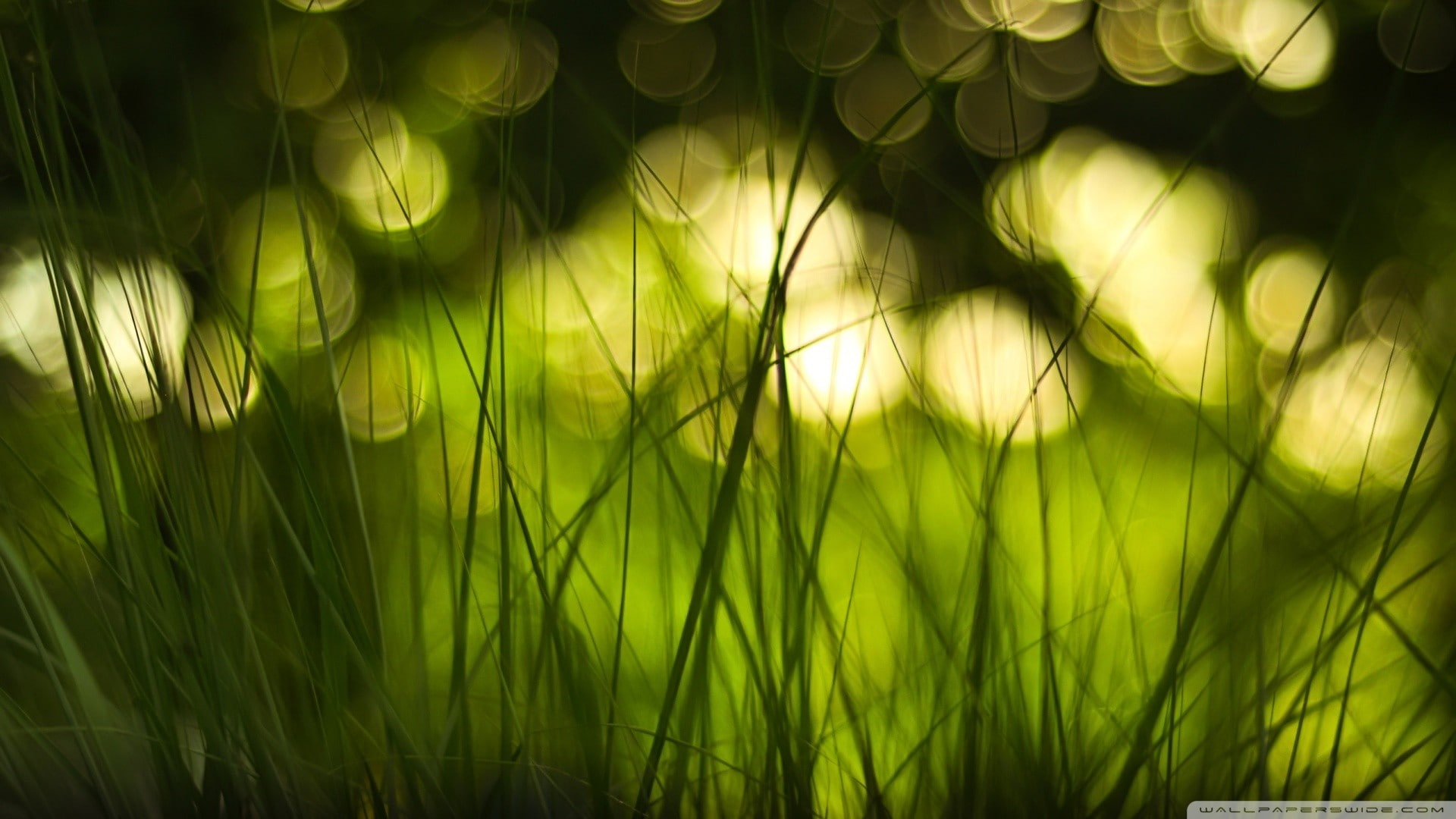 field, full frame, land, plants, beauty in nature, growth, timothy grass, no people, environment, outdoors, grass, nature, green color, tranquility, 1080P, HD Wallpaper