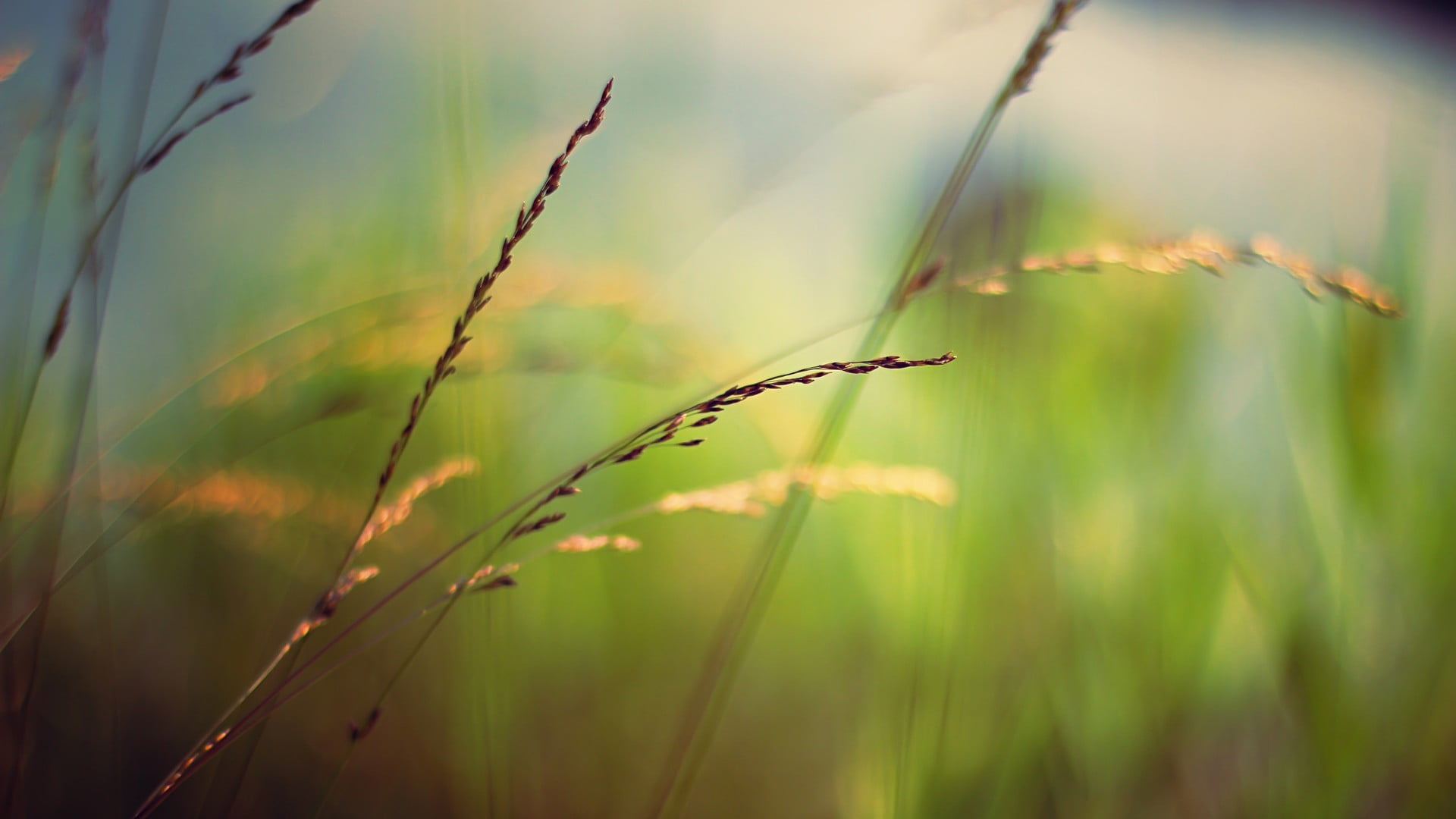 tranquility, green color, plant stem, close-up, brown, grass, outdoors, focus on foreground, sunlight, no people, shallow, field, growth, timothy grass, HD Wallpaper