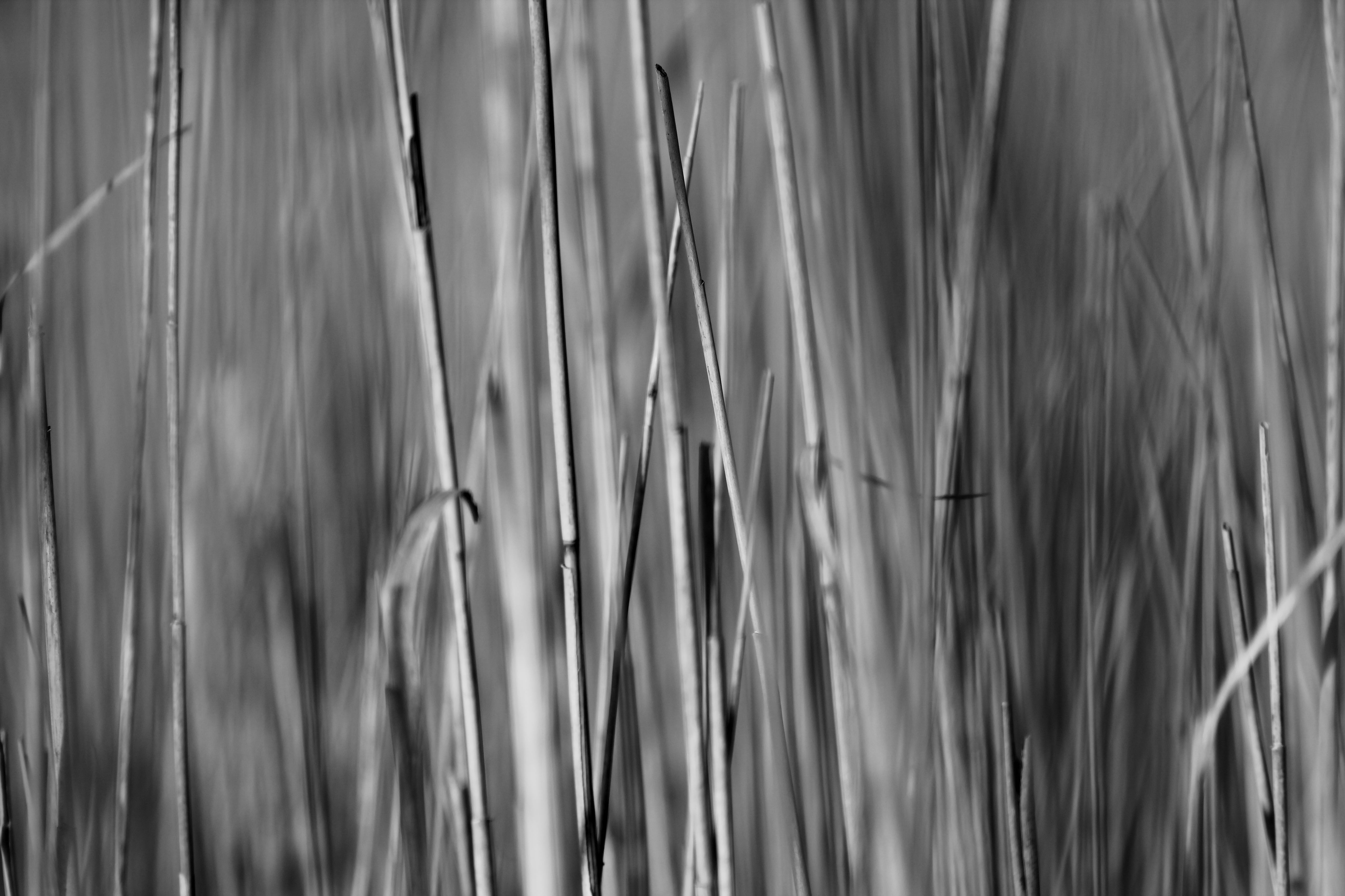 no people, timothy grass, beauty in nature, nature, backgrounds, plant, landscape, high angle view, 5K, blade of grass, detail, tranquility, day, growth, HD Wallpaper