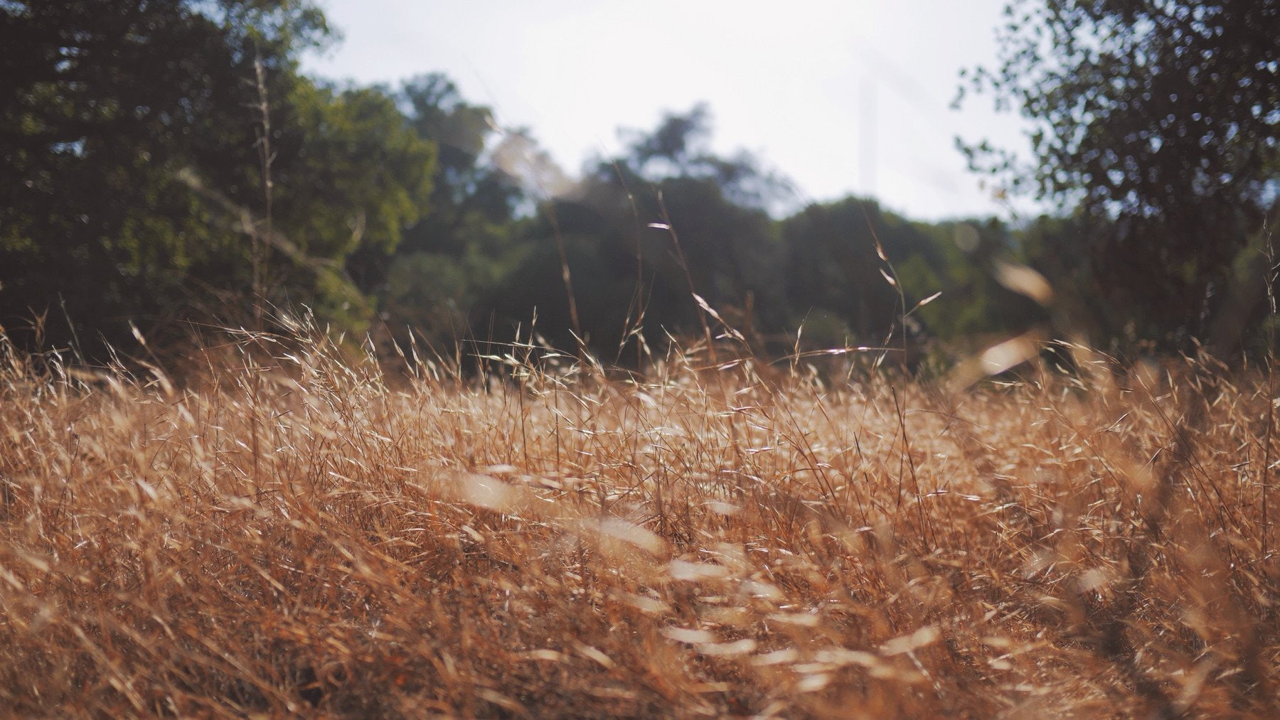 land, focus on foreground, landscape, grass, no people, tranquil scene, growth, timothy grass, field, plant, tranquility, non-urban scene, sunlight, depth of field, HD Wallpaper