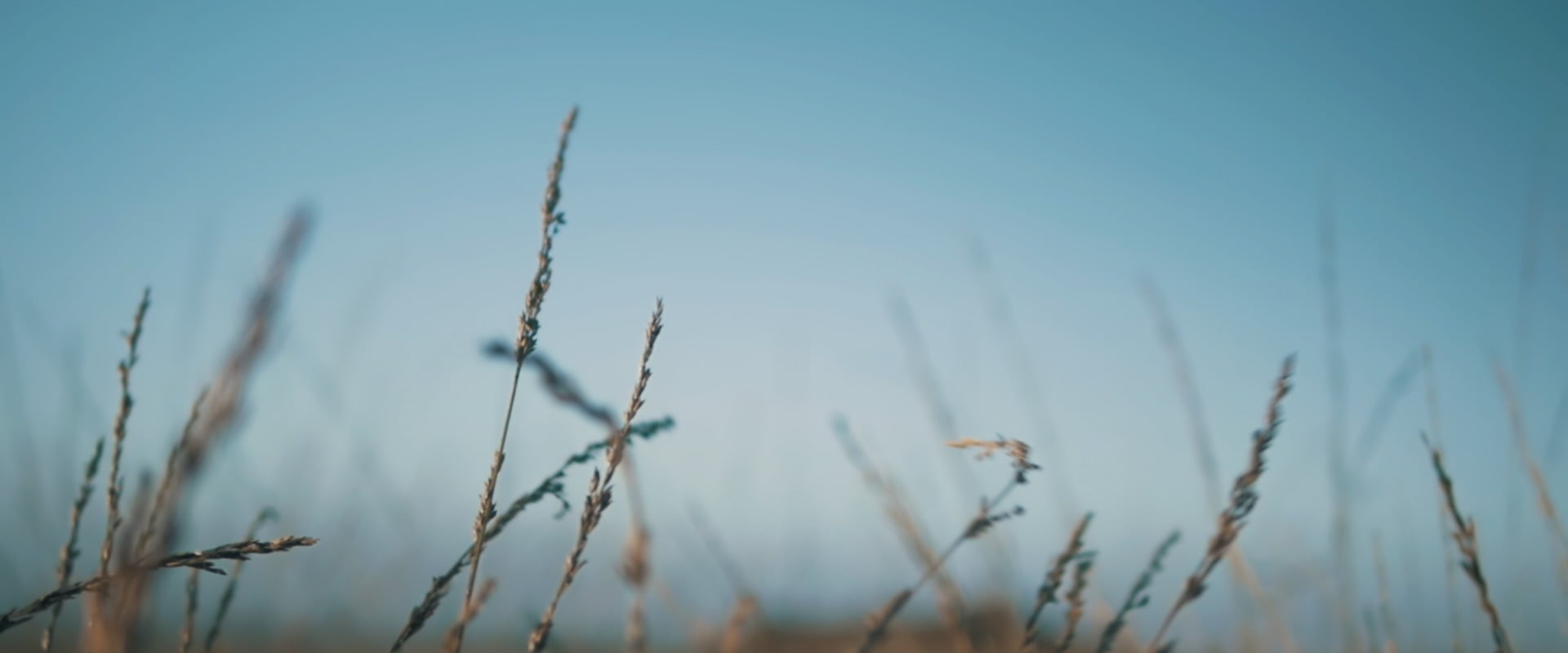 day, 1080P, low angle view, sky, timothy grass, nature, close-up, growth, blue, stalk, tranquility, land, clear sky, field, plant, agriculture, outdoors, HD Wallpaper