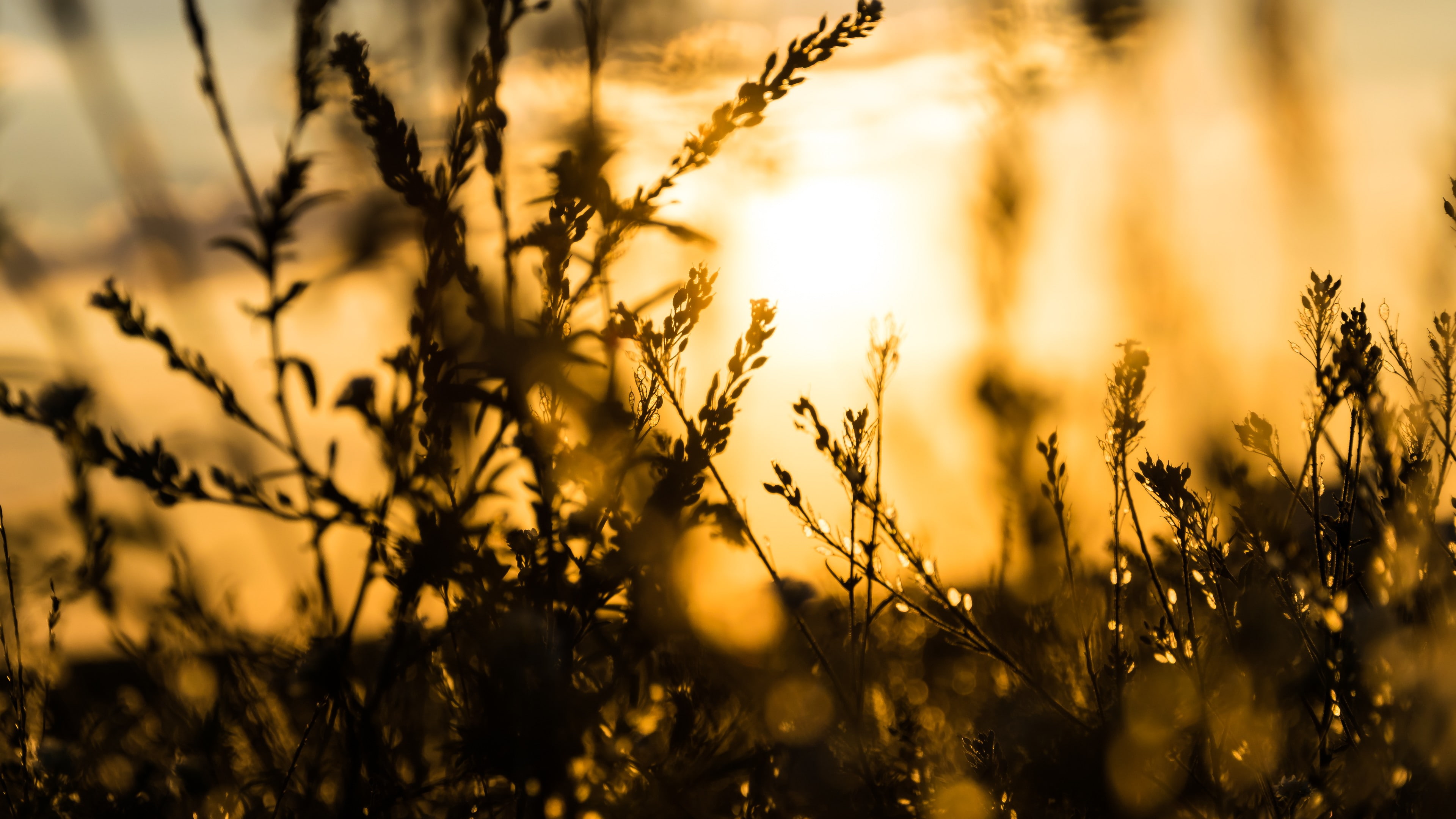 agriculture, field, landscape, bokeh, sky, nature, plant, no people, tranquility, selective focus, timothy grass, close-up, beauty in nature, sunlight, HD Wallpaper