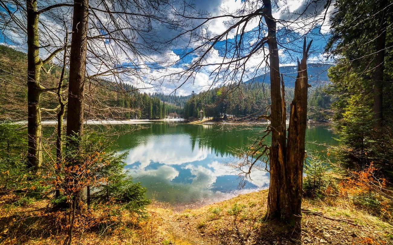 plant, outdoors, woodland, landscape, reflection, Ukraine, nature, tranquility, idyllic, lake, trunk, growth, water, 720P, flowing water, trees, mountains, HD Wallpaper