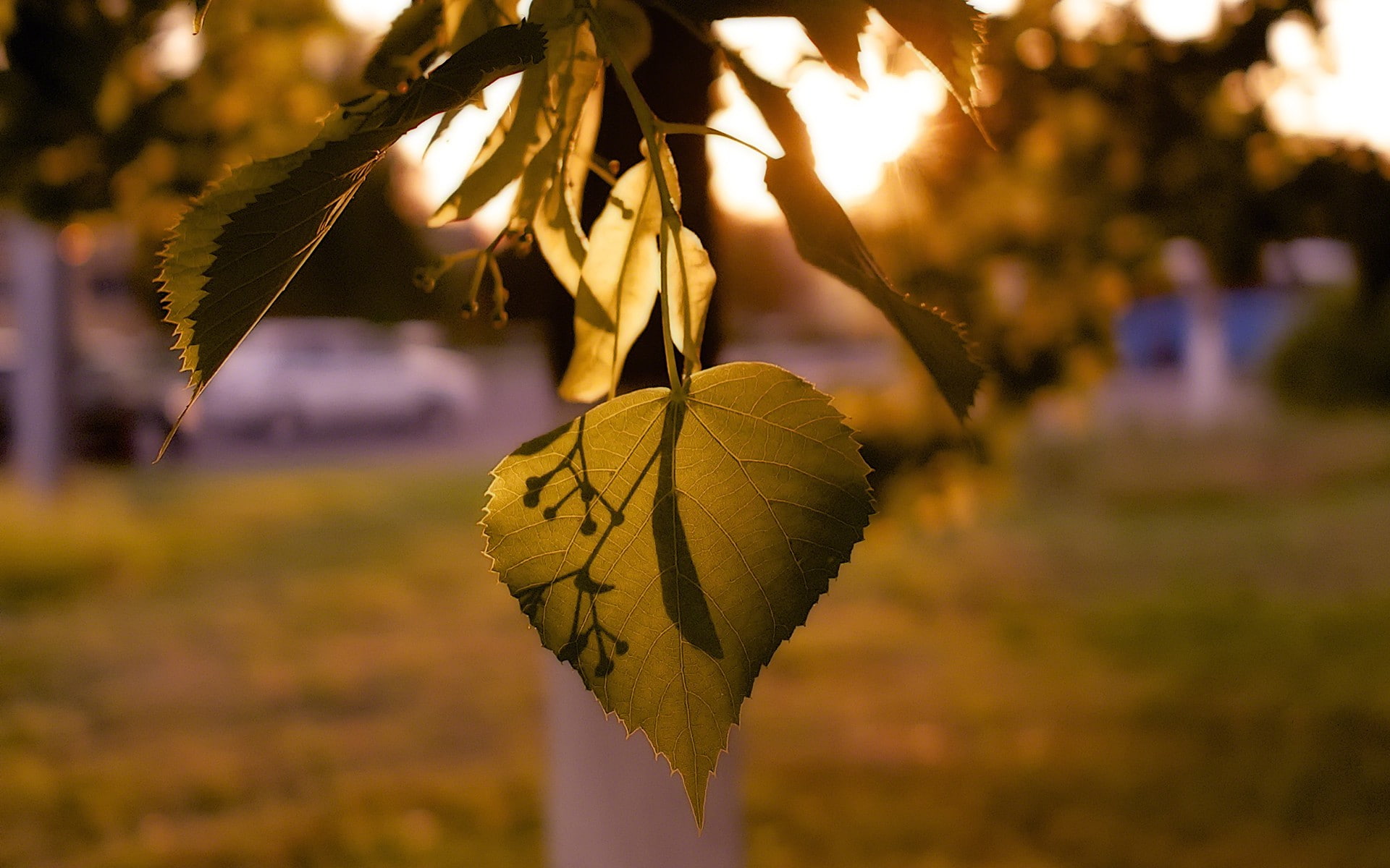 focus on foreground, dusk, leaves, sunset, plant, sunlight, depth of field, dry, nature, selective focus, grass, yellow, outdoors, 1080P, leaf, close-up, HD Wallpaper