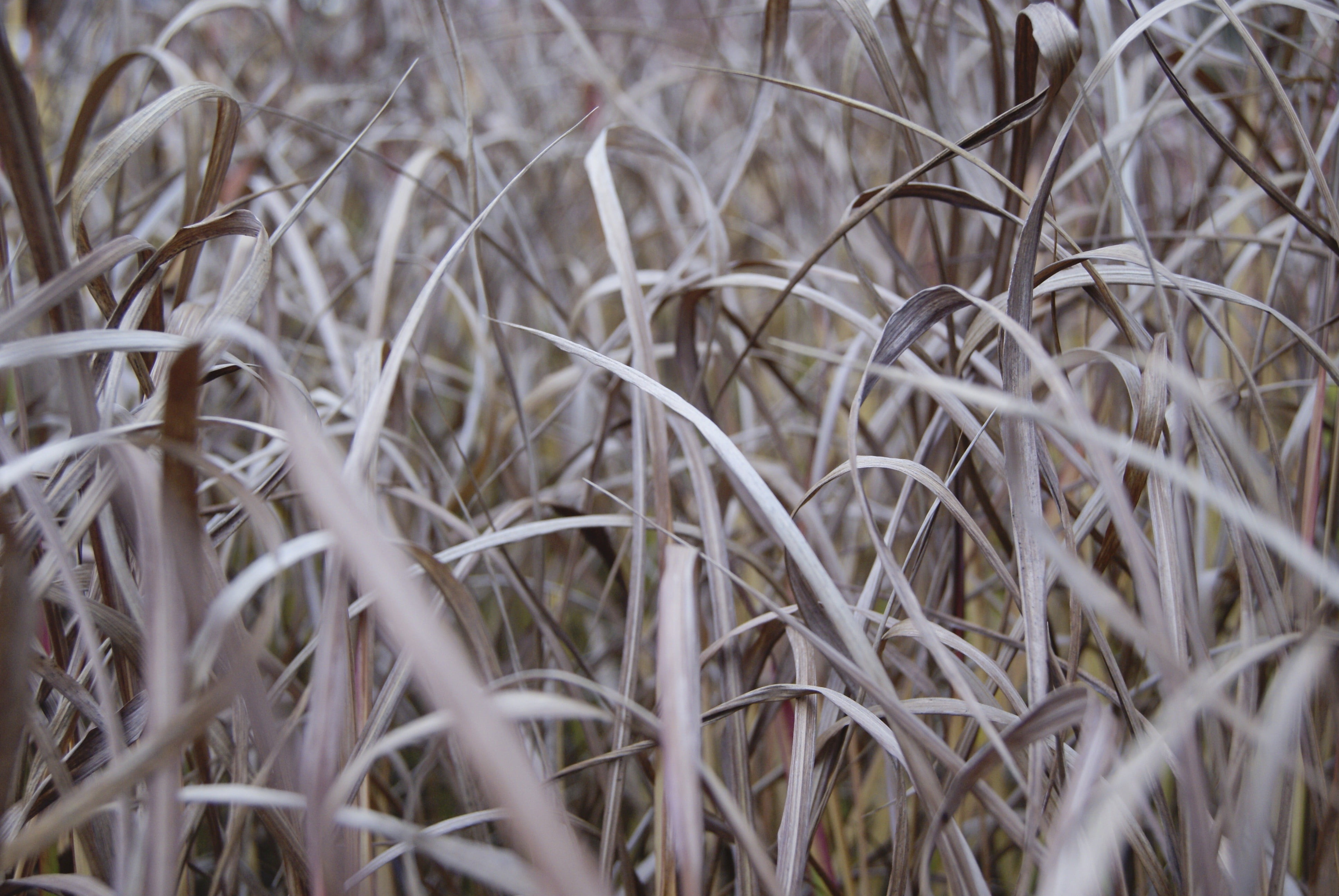 crop, brown, day, dried plant, tranquility, land, selective focus, no people, backgrounds, growth, vulnerability, nature, full frame, plants, close-up, HD Wallpaper